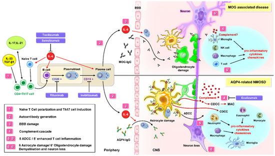 Imaging Surrogates of Disease Activity in Neuromyelitis Optica Allow  Distinction from Multiple Sclerosis