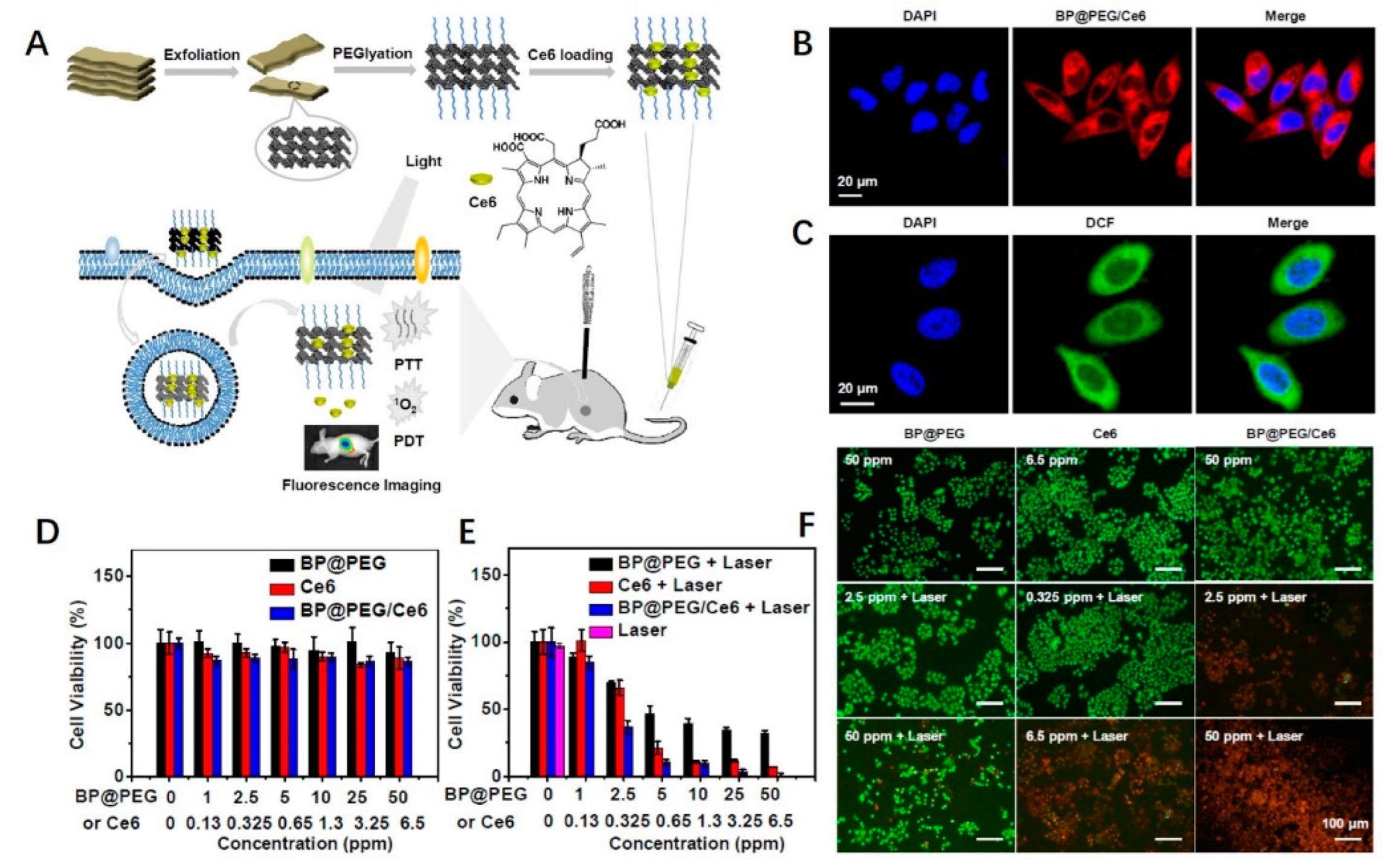 Ijms 23 07909 g004 550