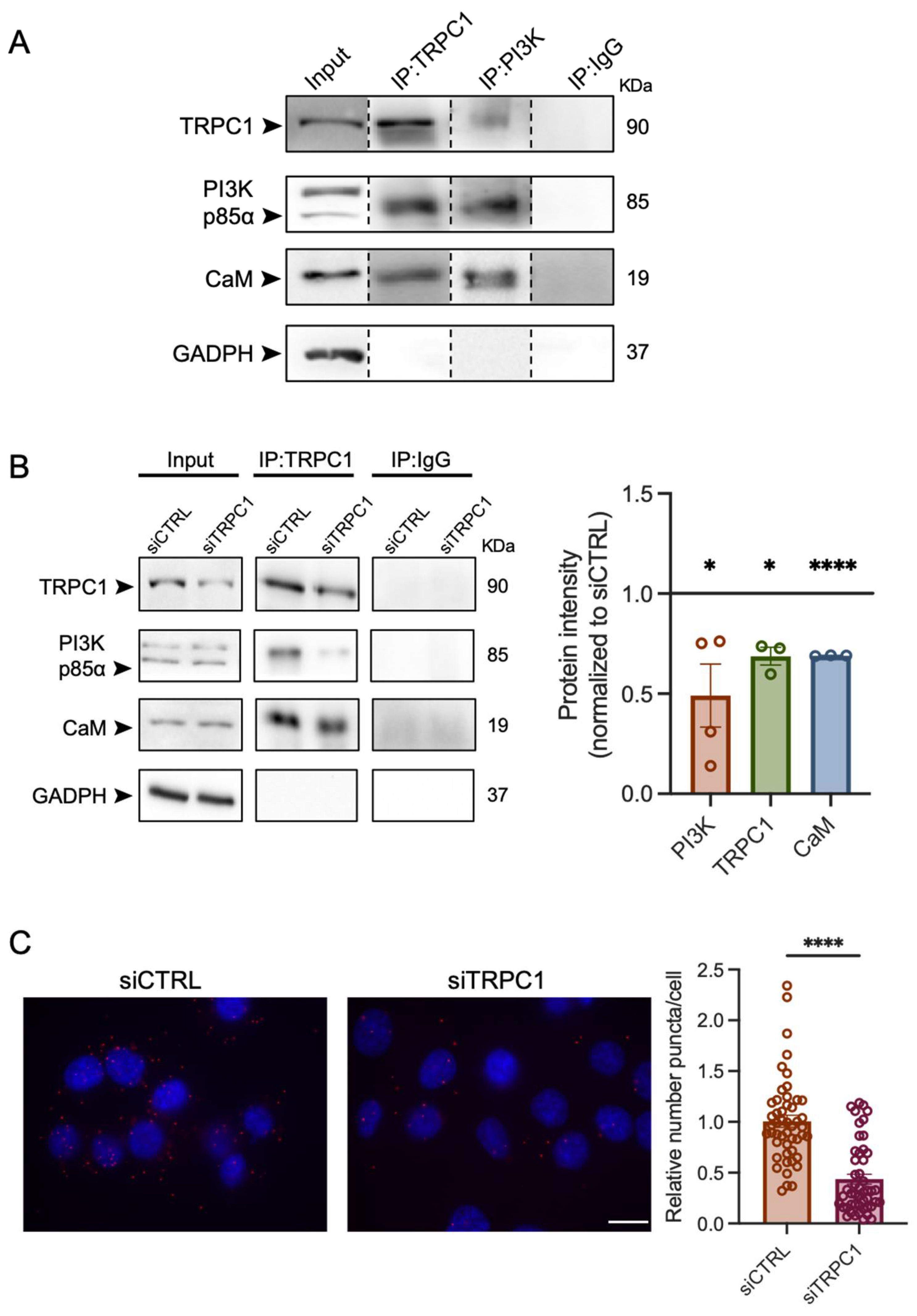 Ijms 23 07923 g007 Ijms 23 07923 g007