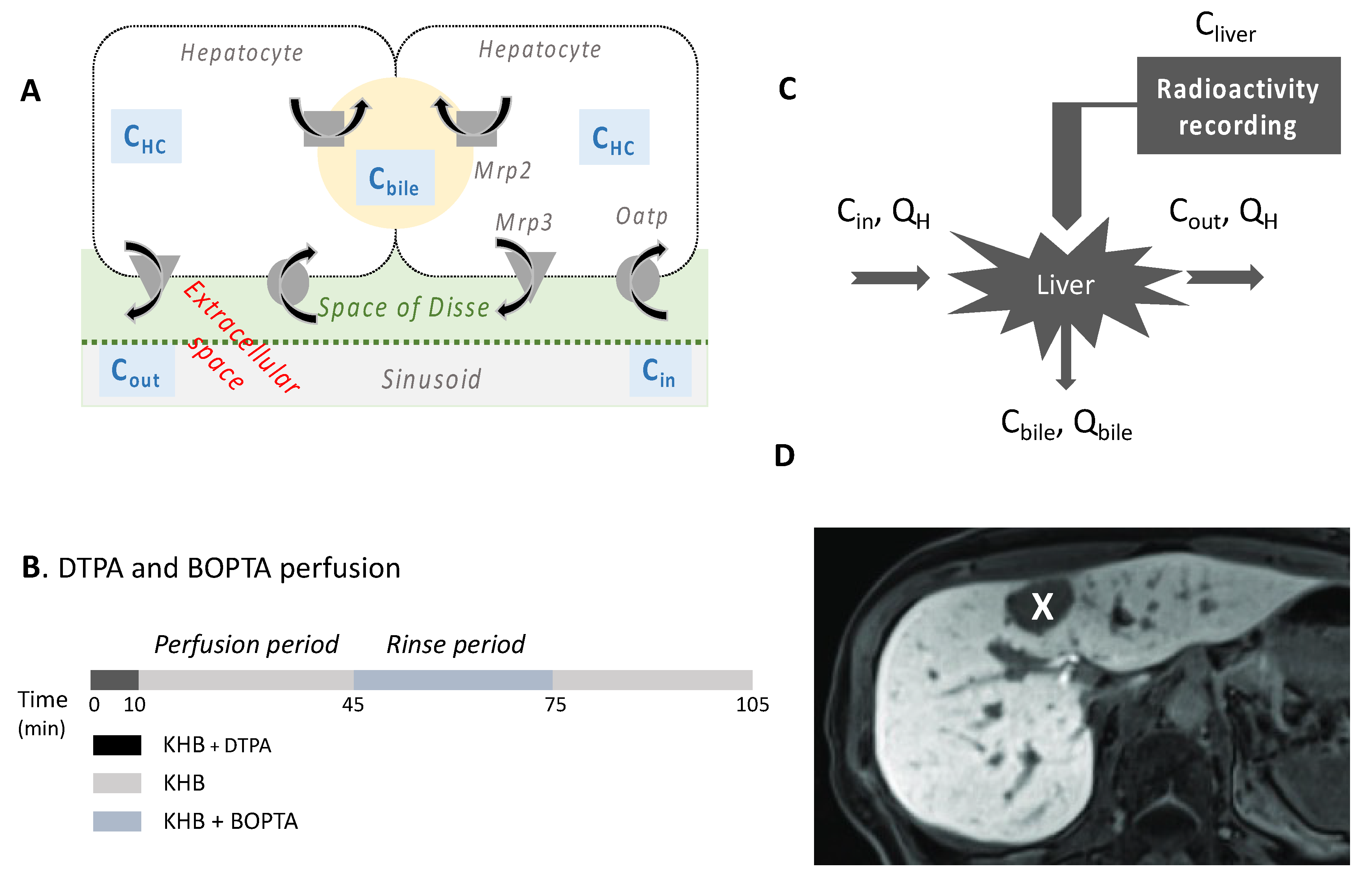 Ijms 23 07928 g001 550