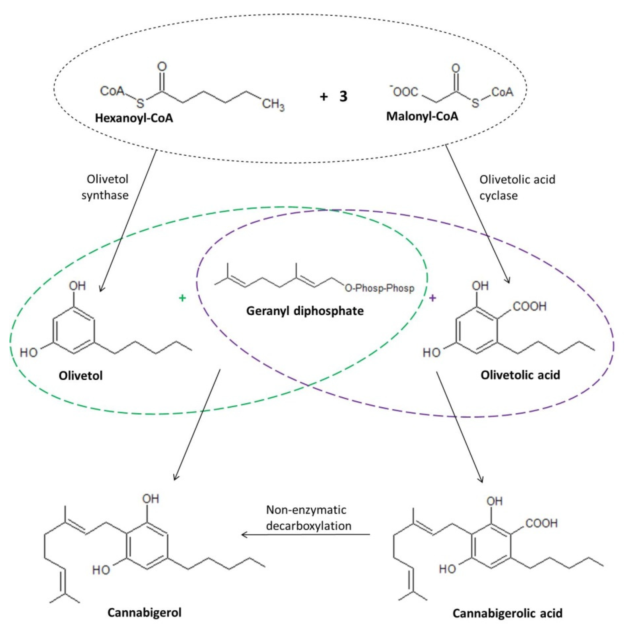 Ijms 23 07929 g003 550