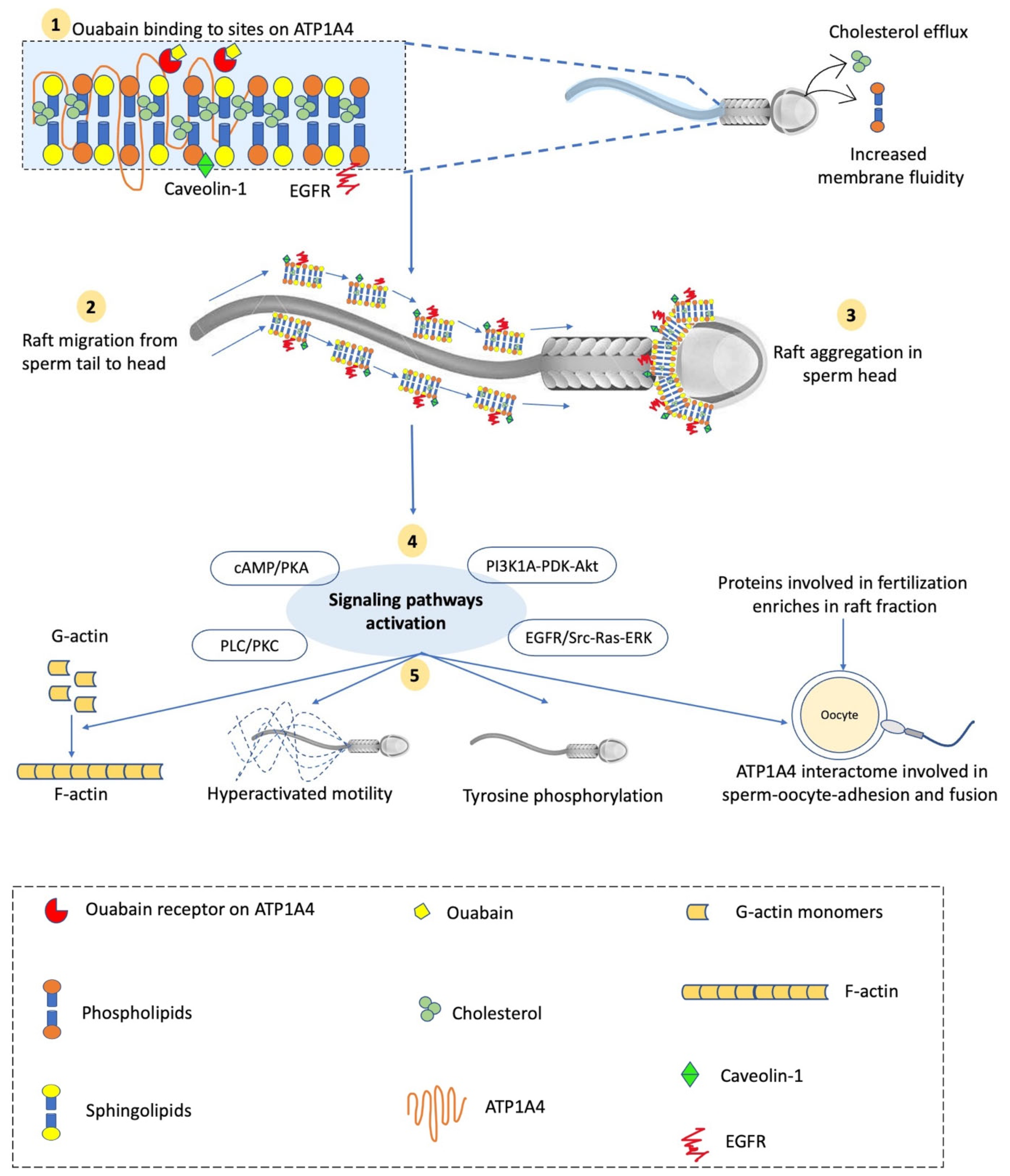 Ijms 23 07936 g001 Ijms 23 07936 g001