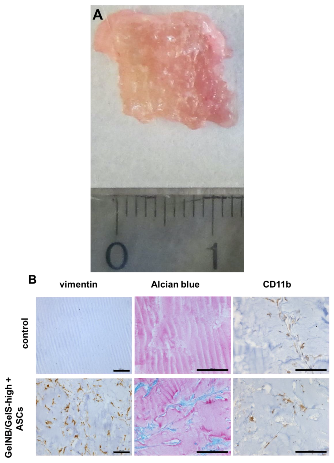 Ijms 23 07939 g006 550