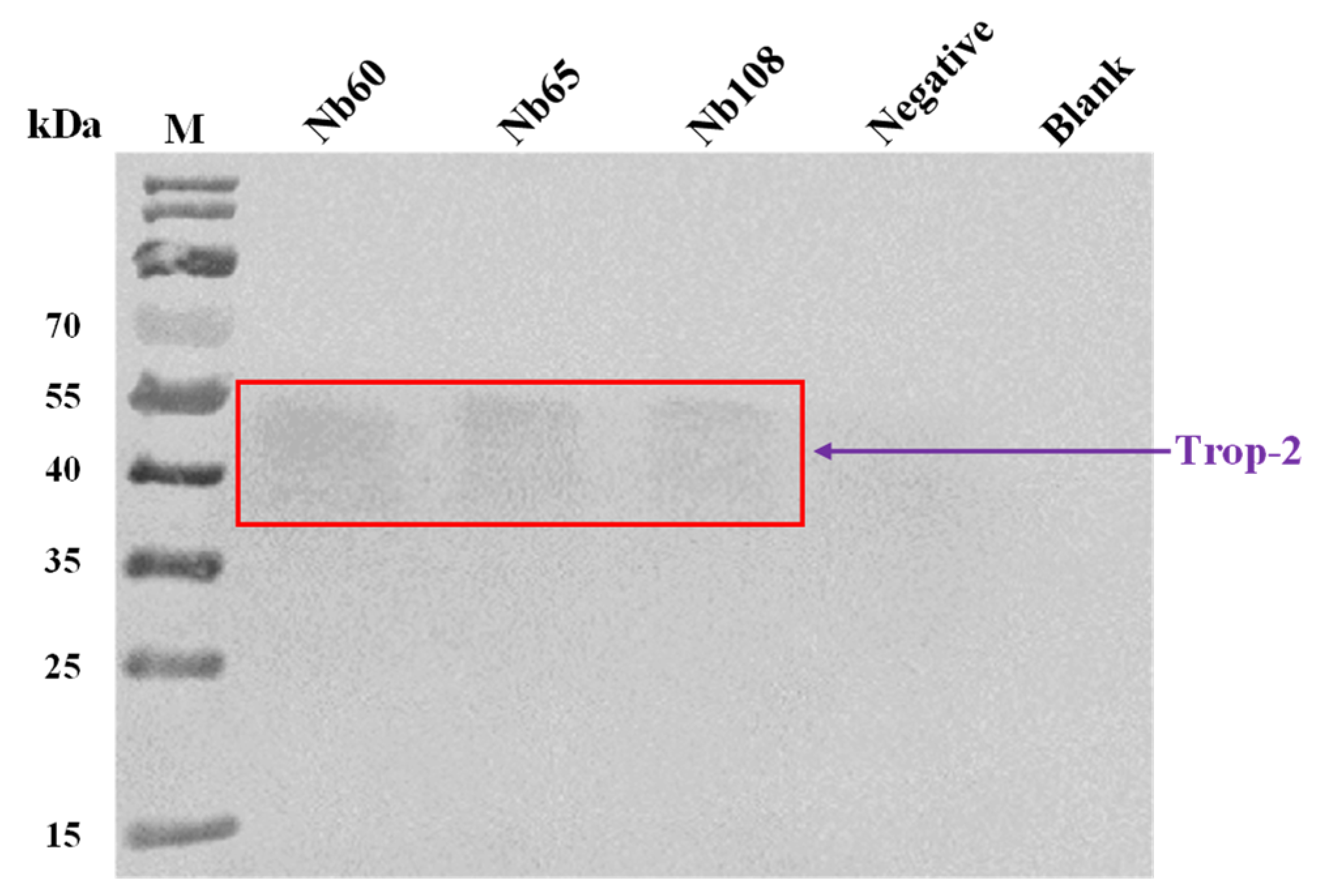 Ijms 23 07942 g004 550