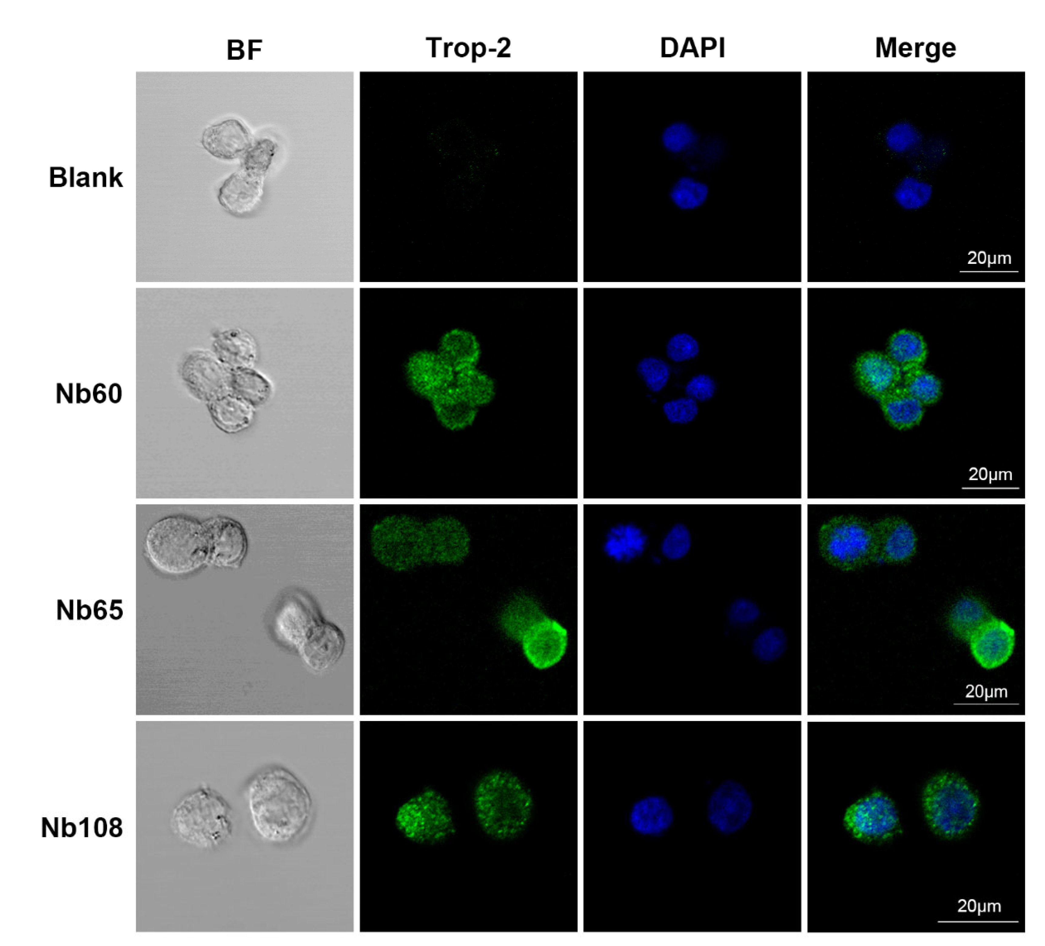Ijms 23 07942 g007 550