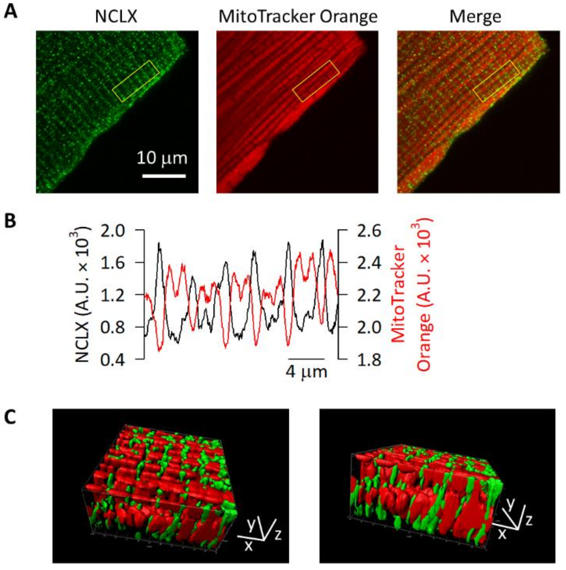 Ijms 23 07948 g004 550
