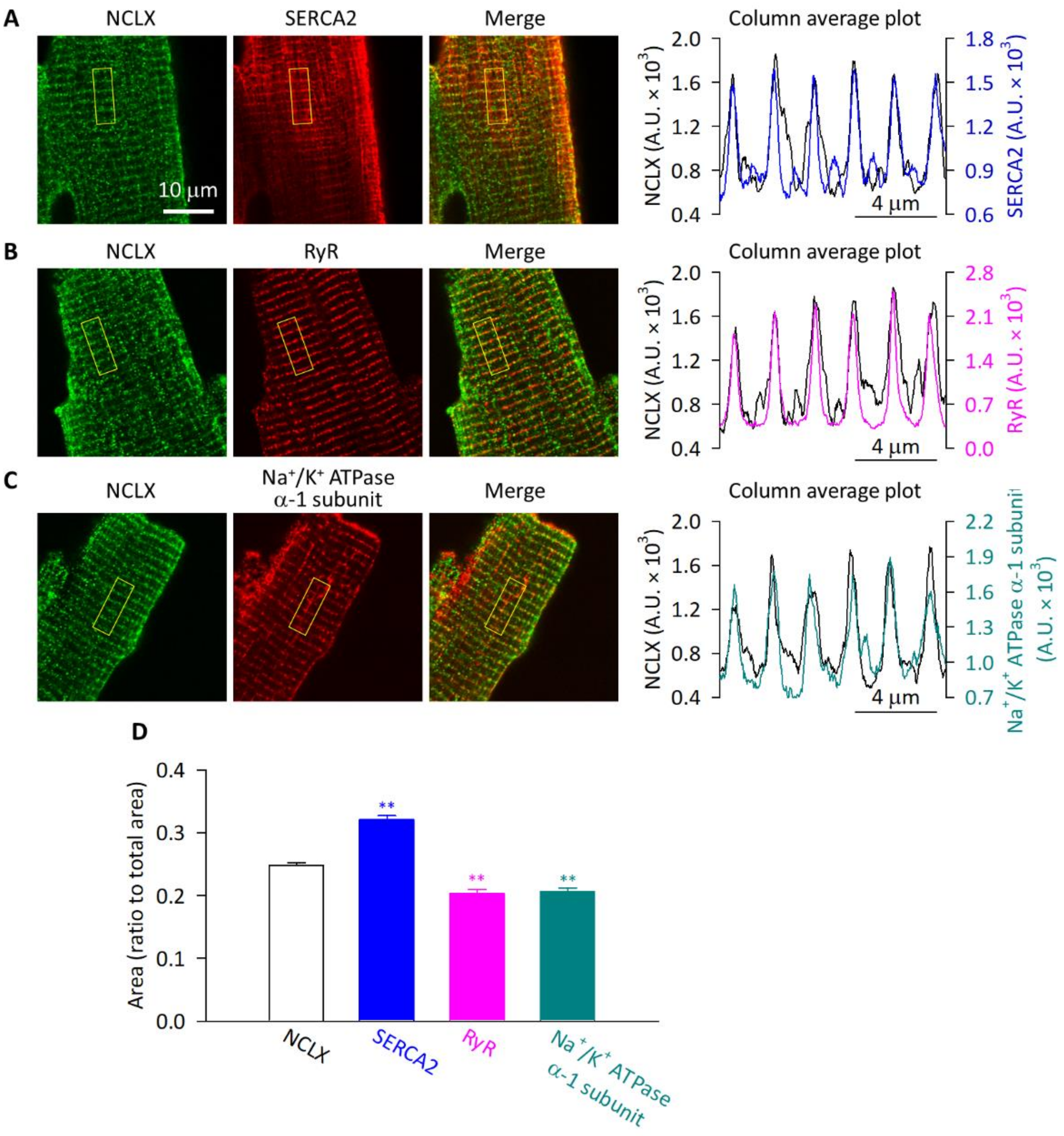 Ijms 23 07948 g005 550