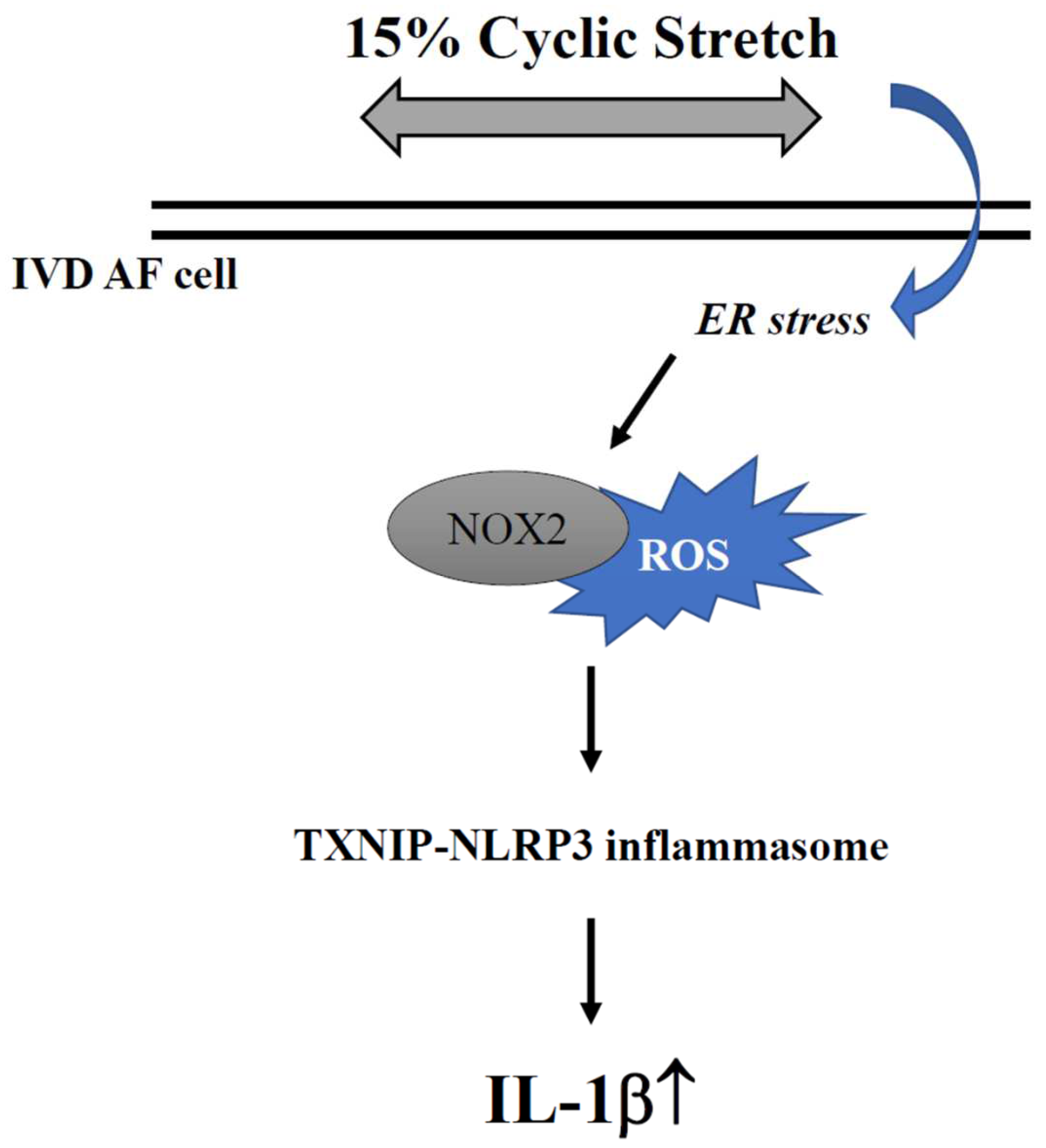 Ijms 23 07951 g007 Ijms 23 07951 g007