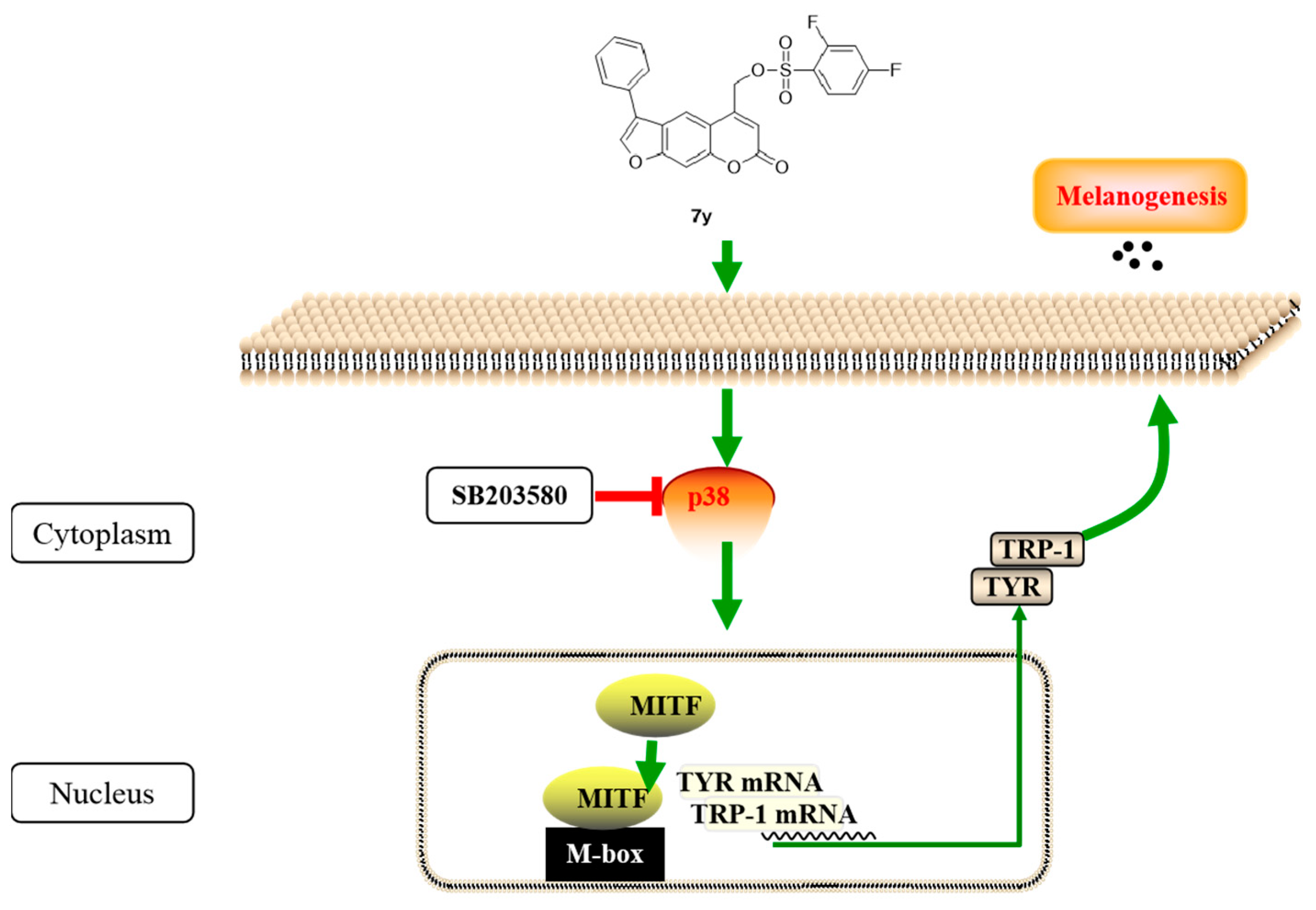 Ijms 23 07959 g015 550
