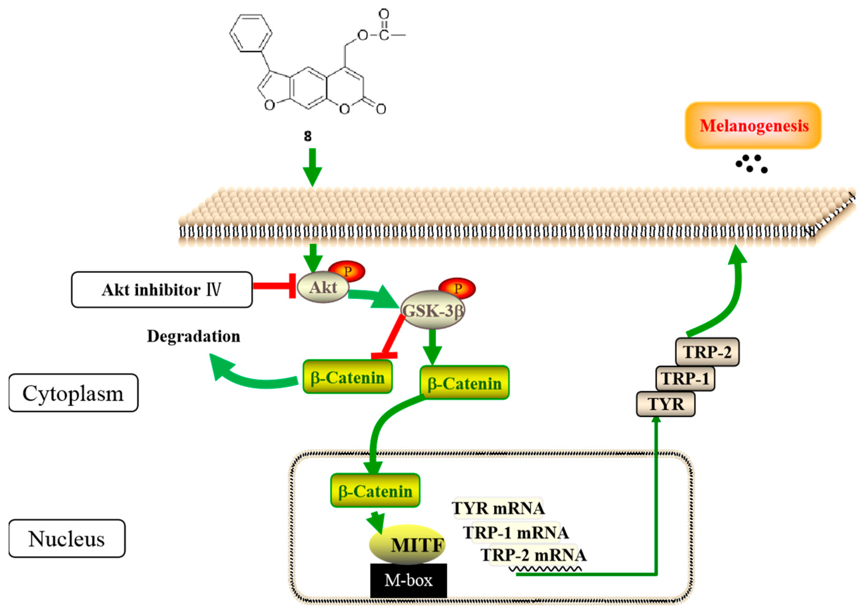 Ijms 23 07959 g016 550