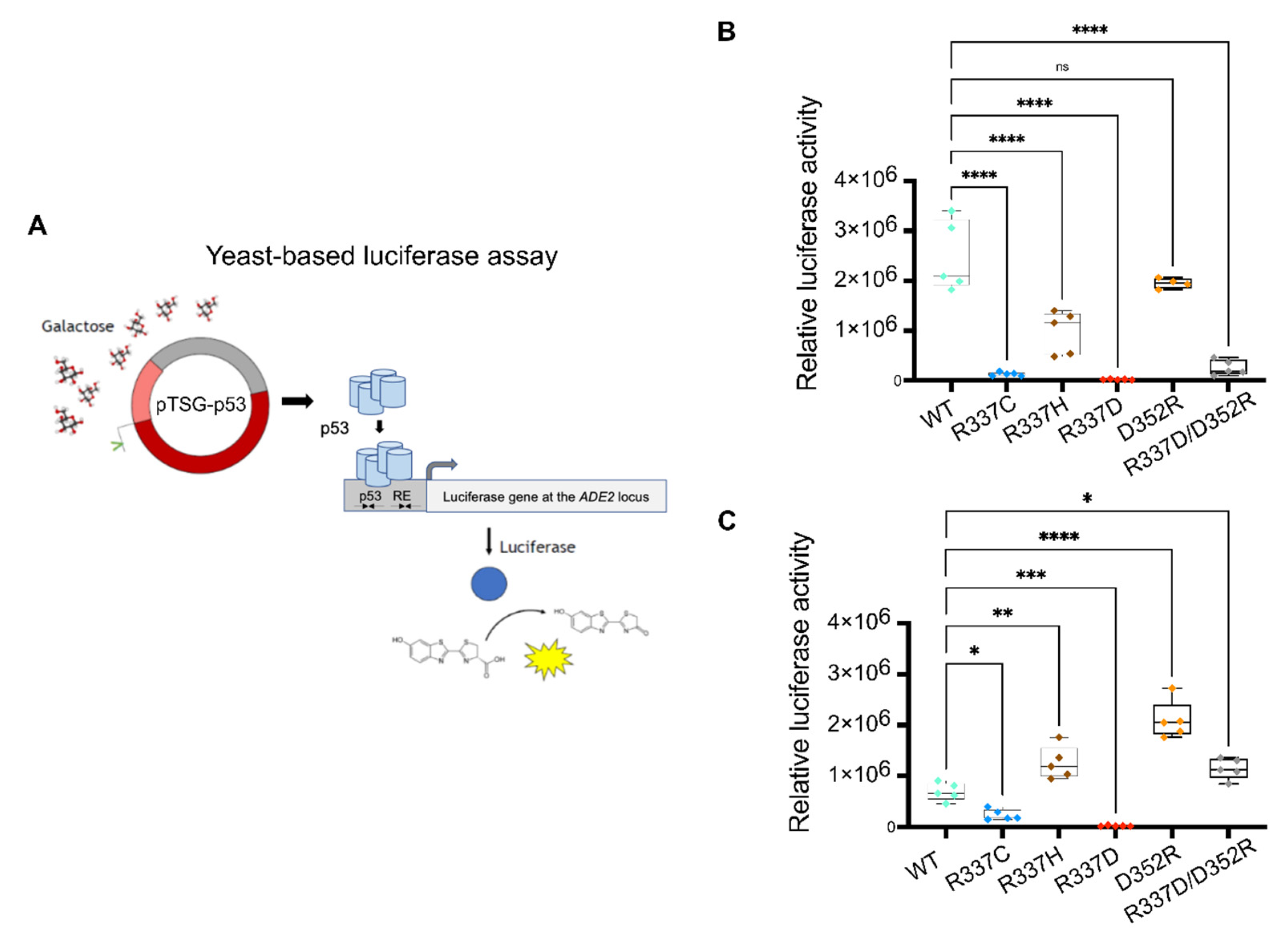 Ijms 23 07960 g005 550