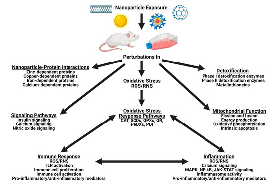 IJMS Free Full-Text Nanoparticle Effects on Stress Response Pathways and Nanoparticleandndash;Protein Interactions photo