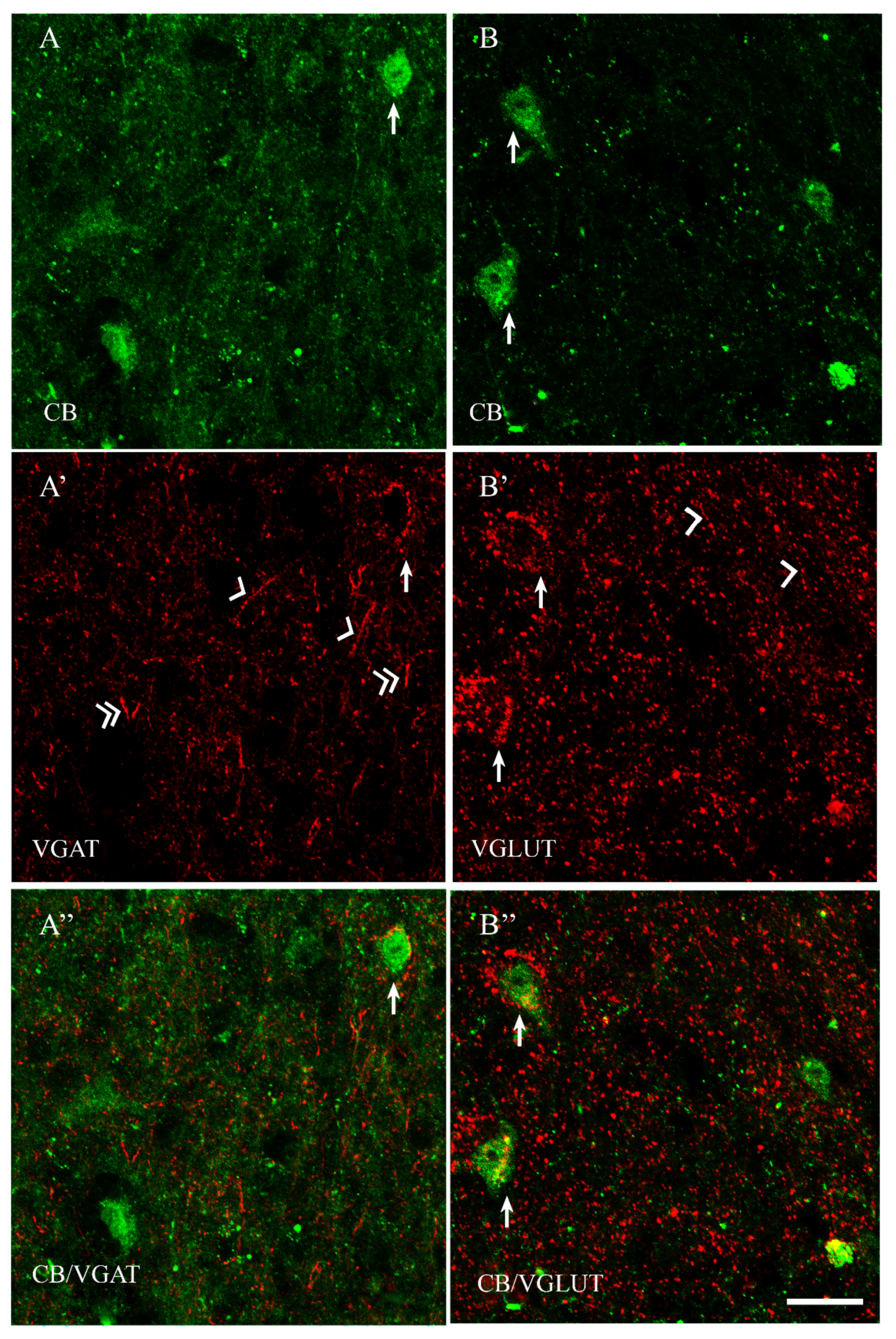 Ijms 23 07963 g002 Ijms 23 07963 g002
