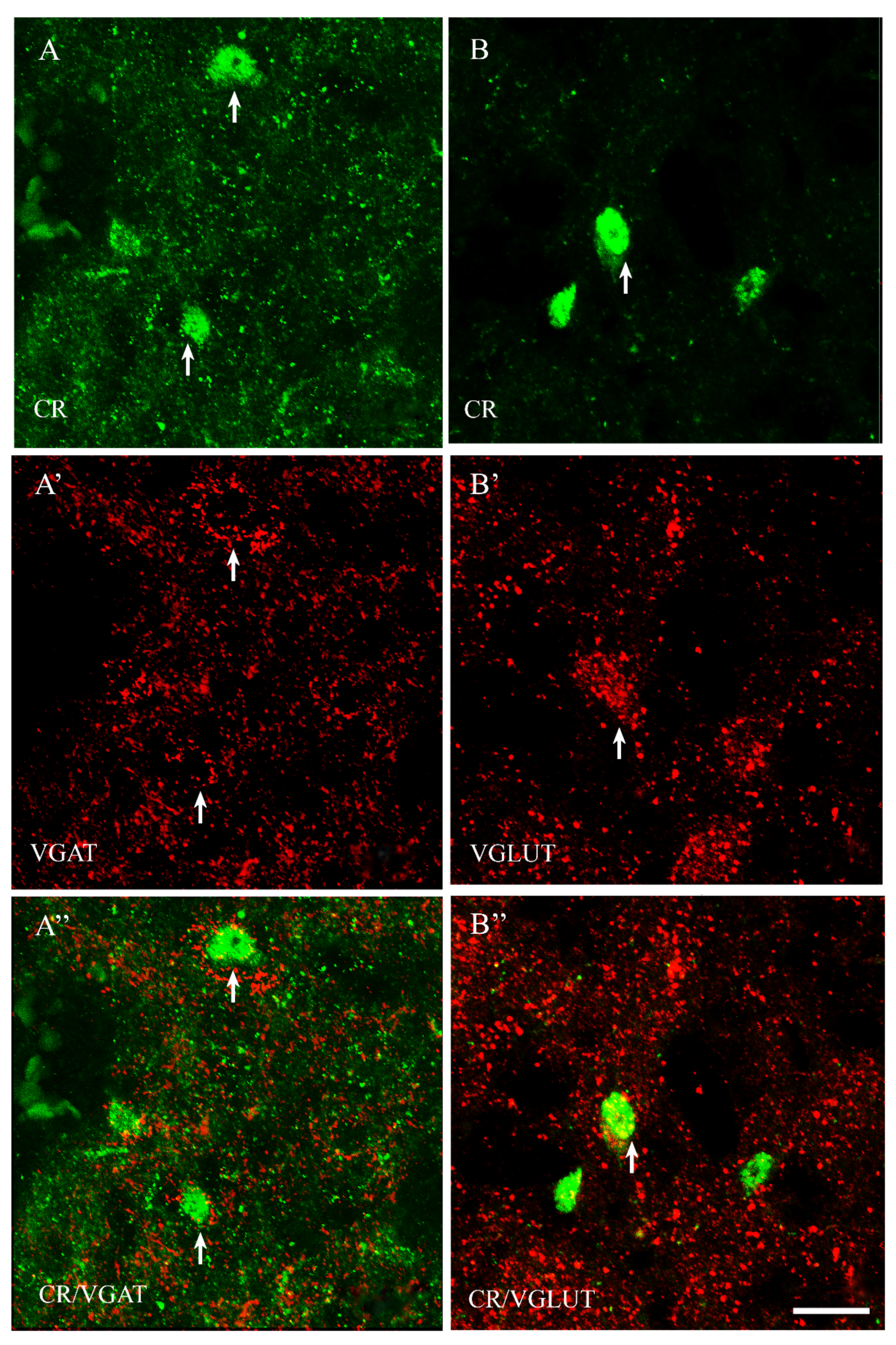 Ijms 23 07963 g004 Ijms 23 07963 g004