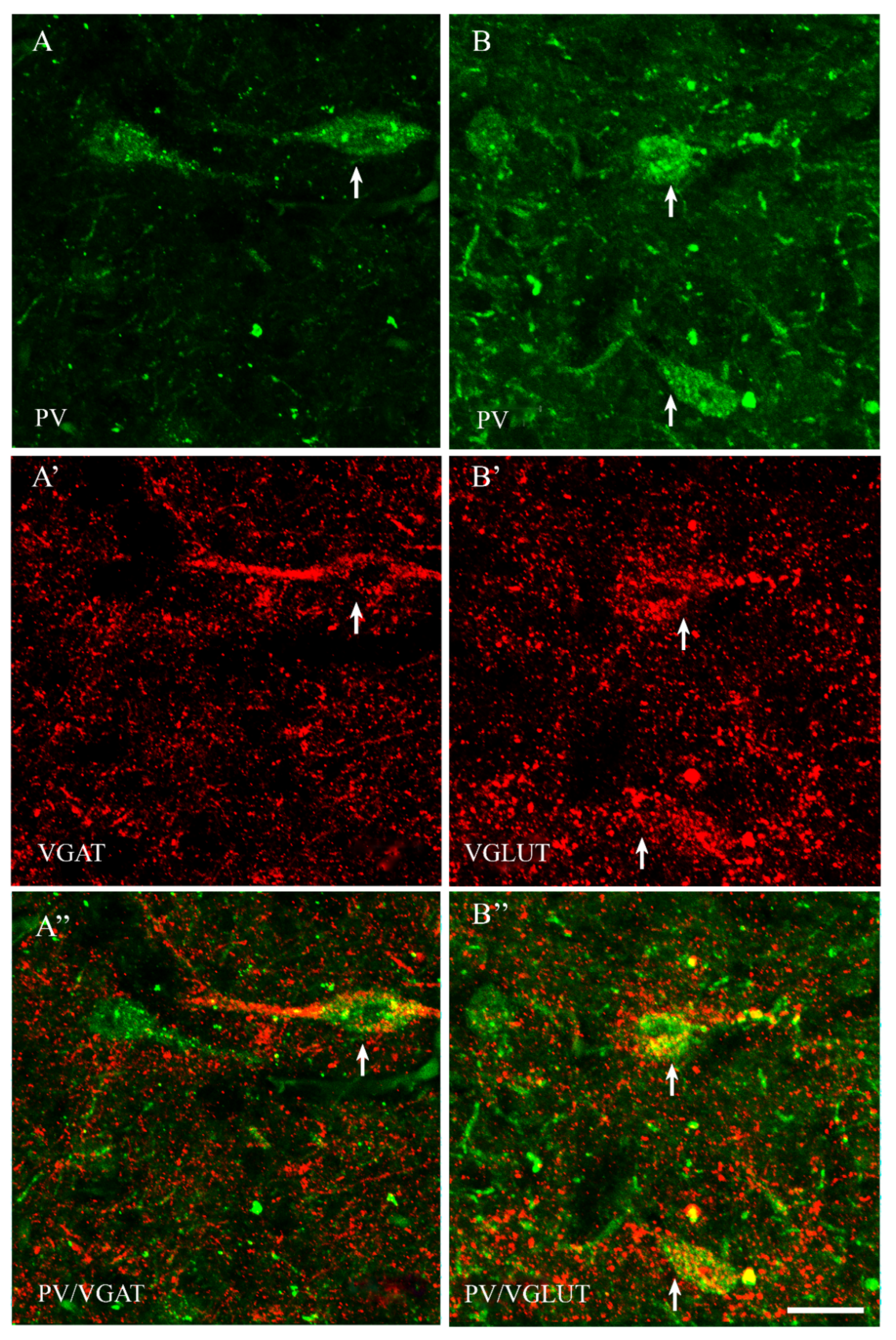 Ijms 23 07963 g006 Ijms 23 07963 g006