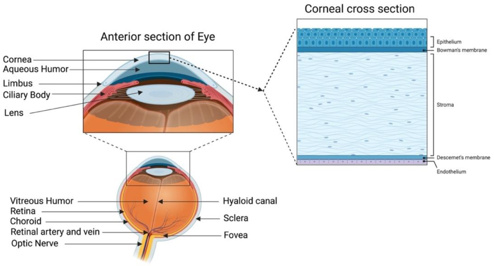Stroma Eye Diagram