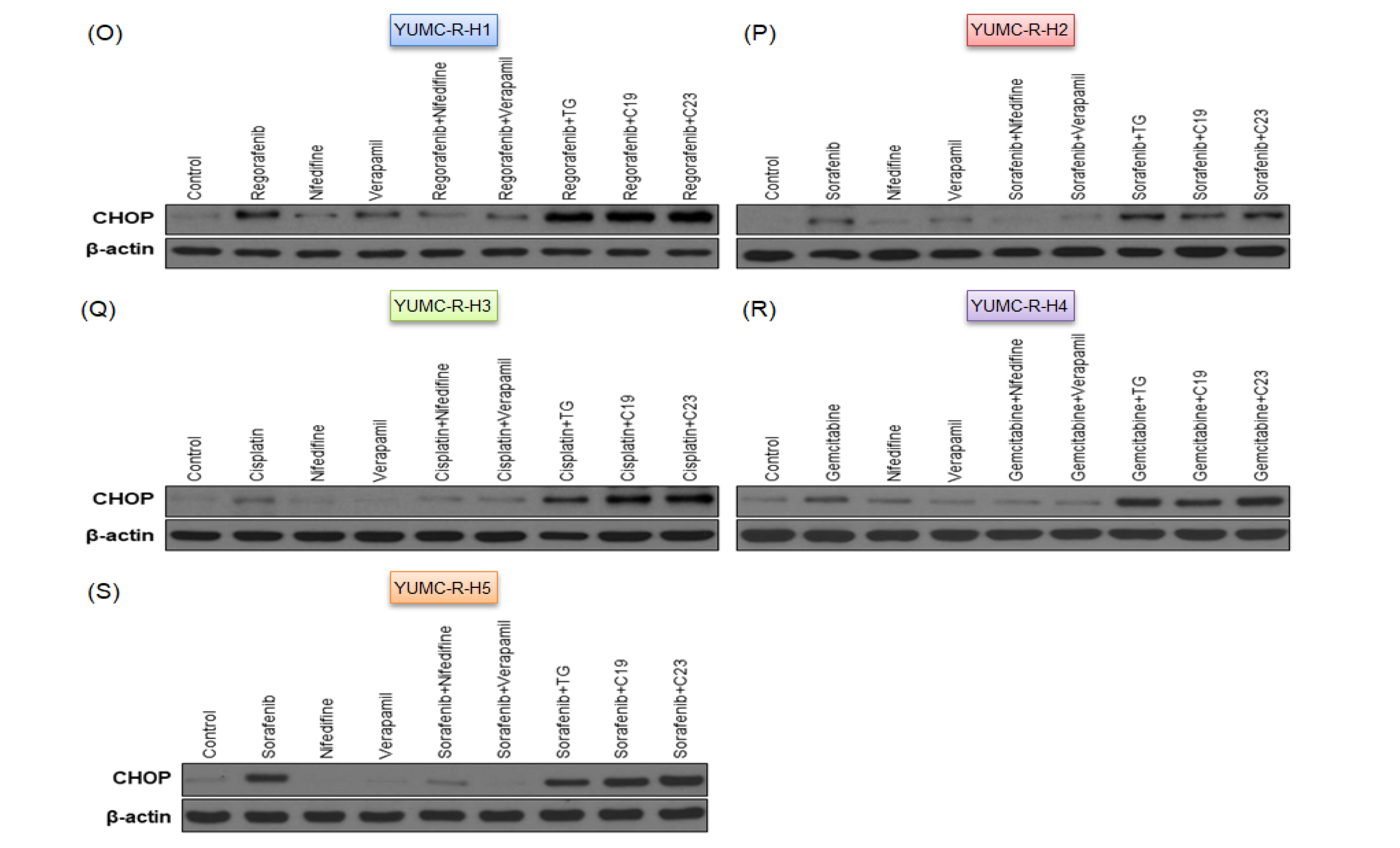 Ijms 23 07971 g005b Ijms 23 07971 g005b