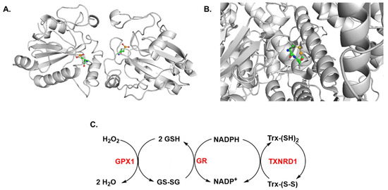 Therapeutic Benefits of Selenium in Hematological Malignancies