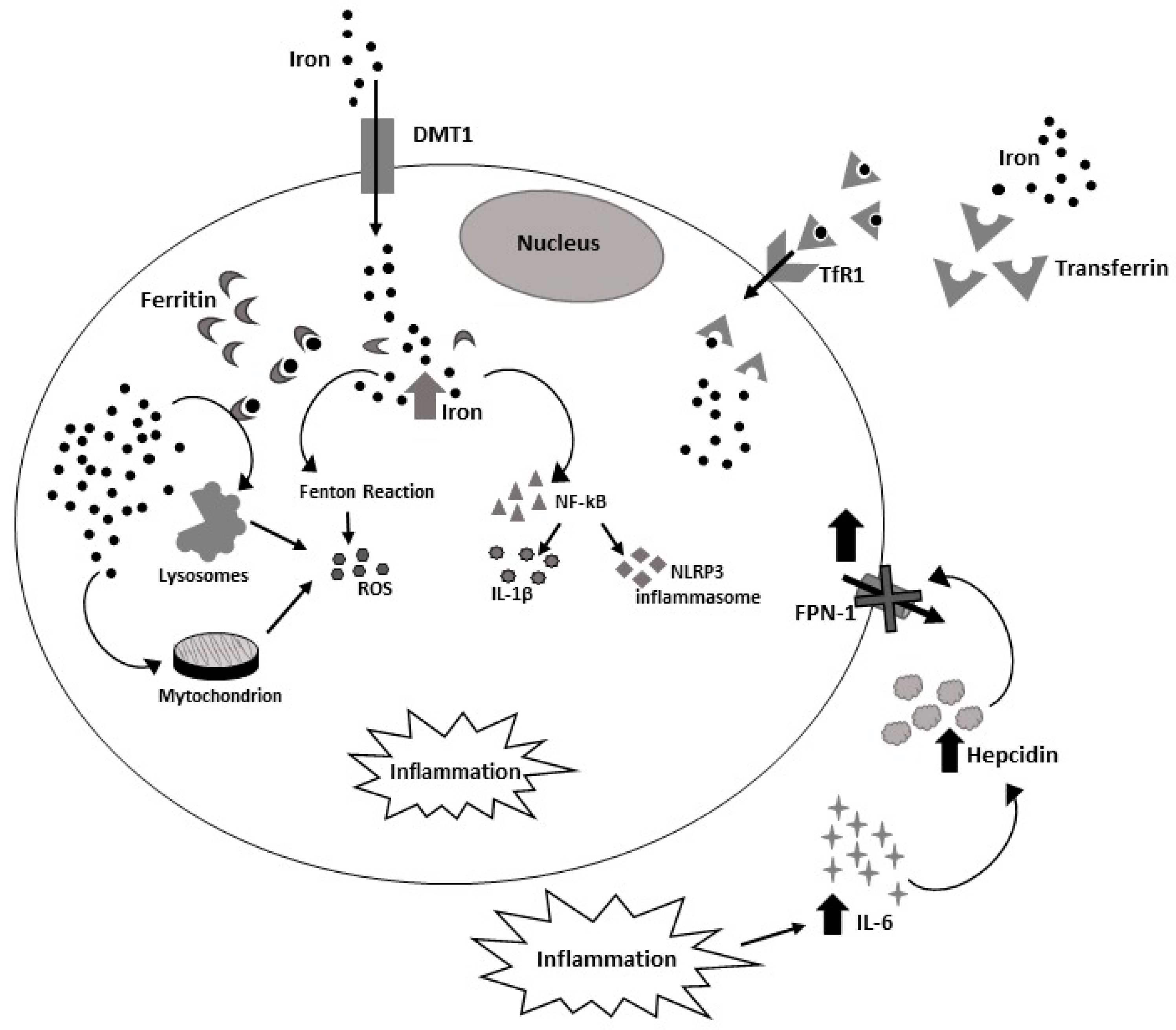 Ijms 23 07977 g002 550