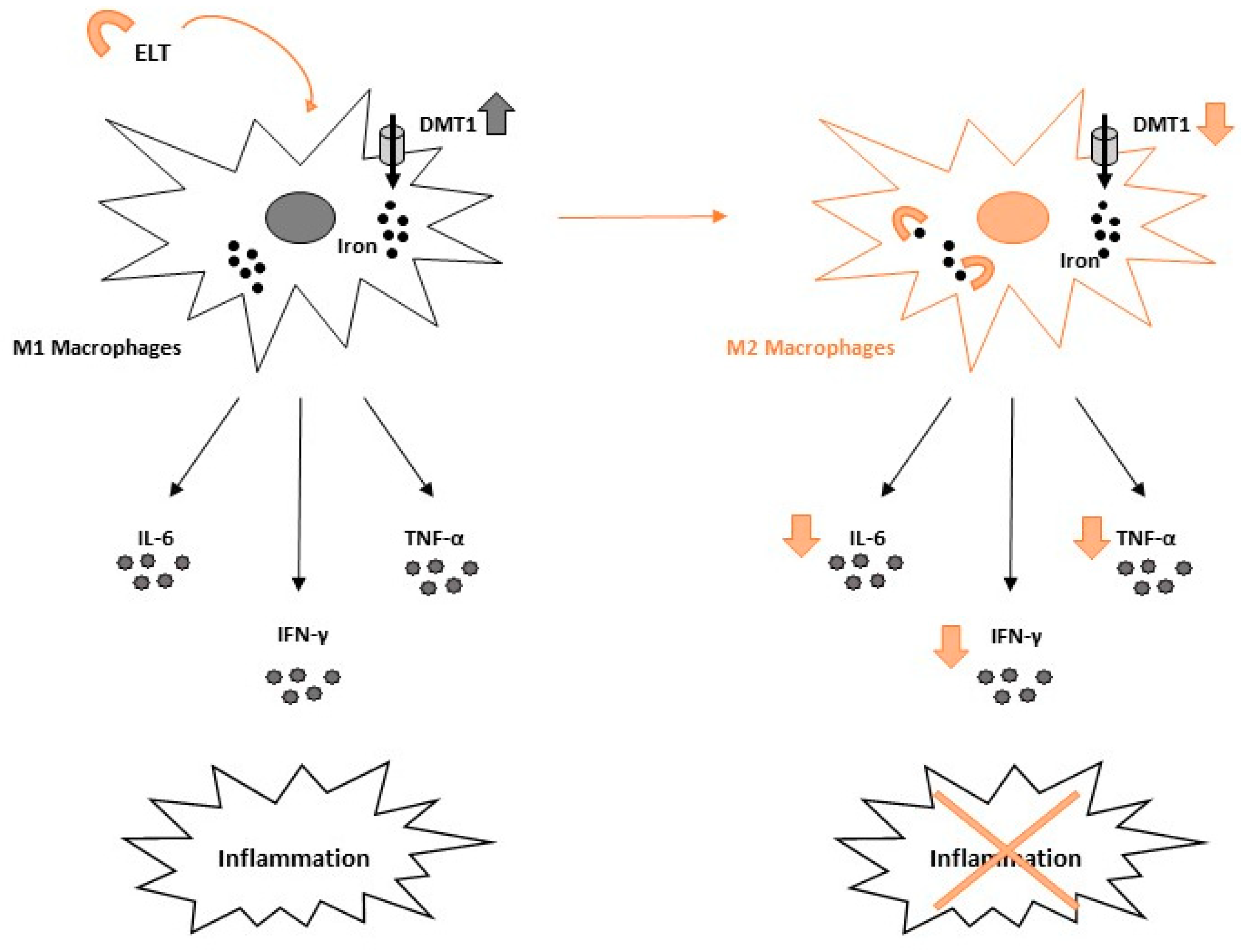 Ijms 23 07977 g003 550