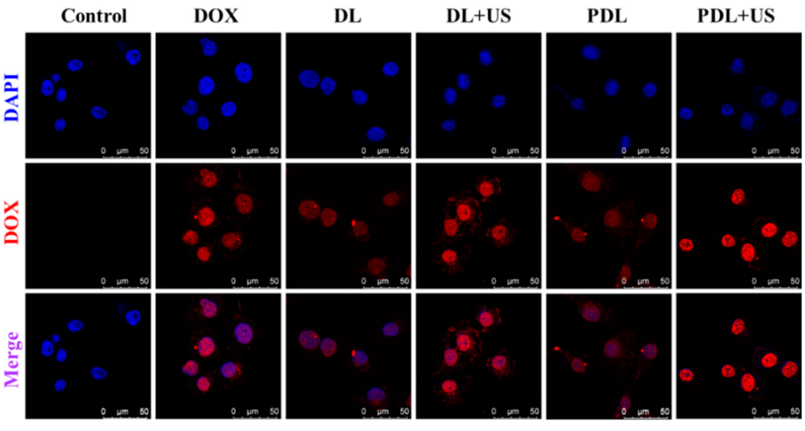 Ijms 23 07981 g002 550