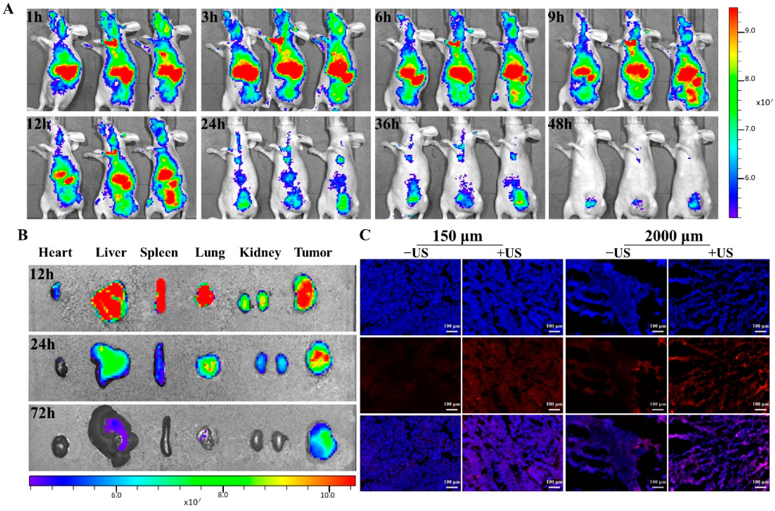 Ijms 23 07981 g005 550