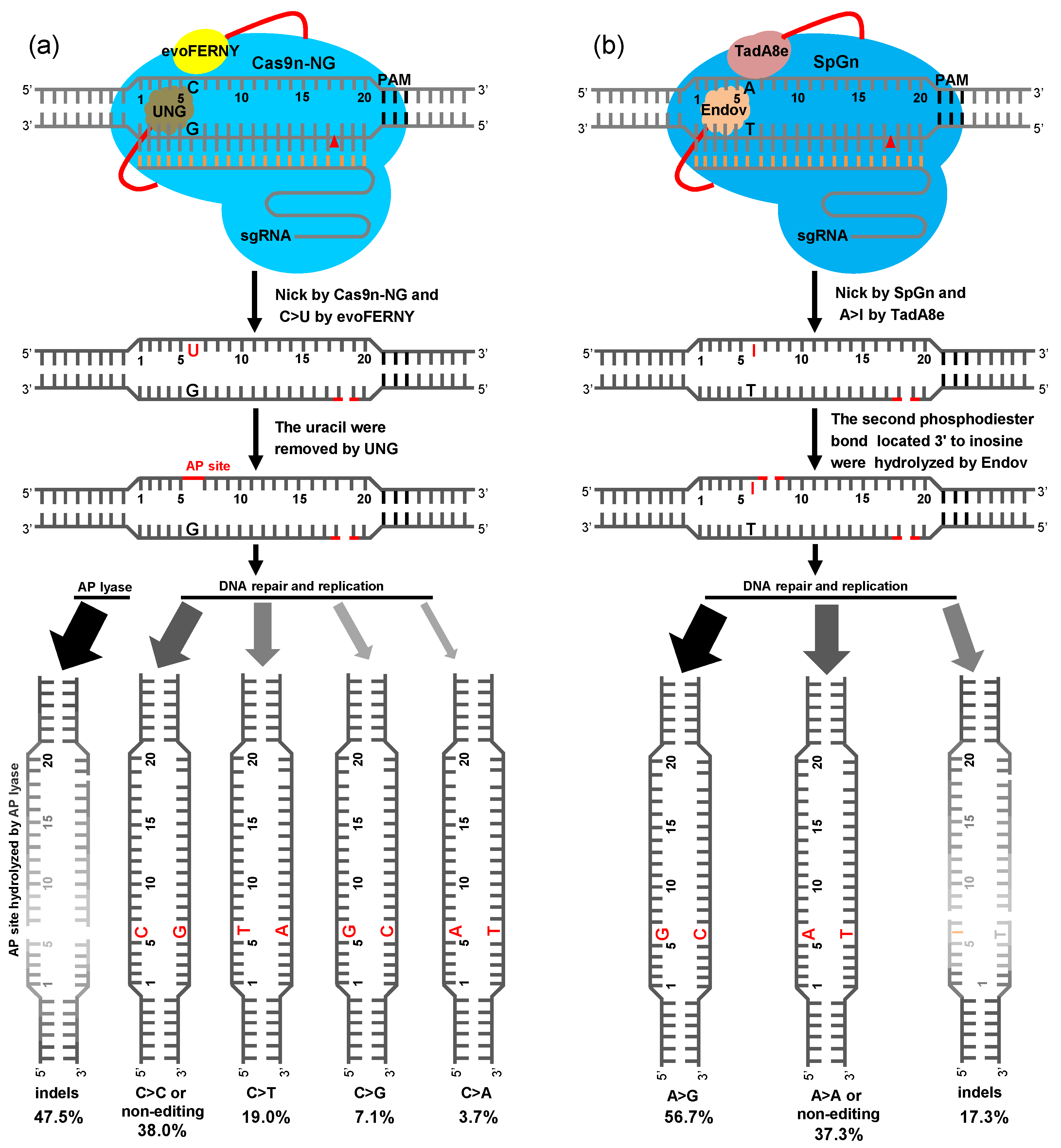 Ijms 23 07990 g004 550