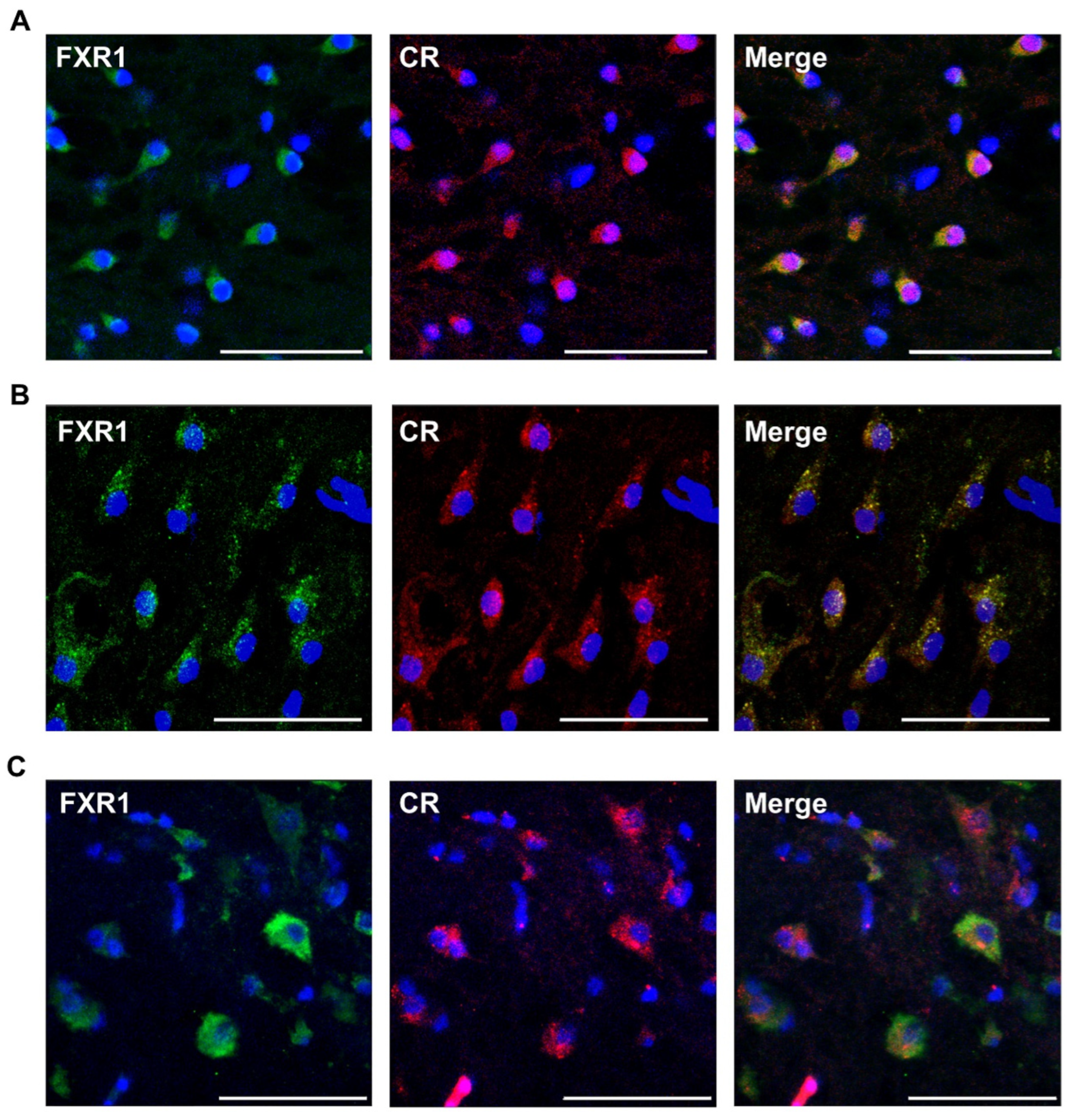 Ijms 23 07997 g003 550