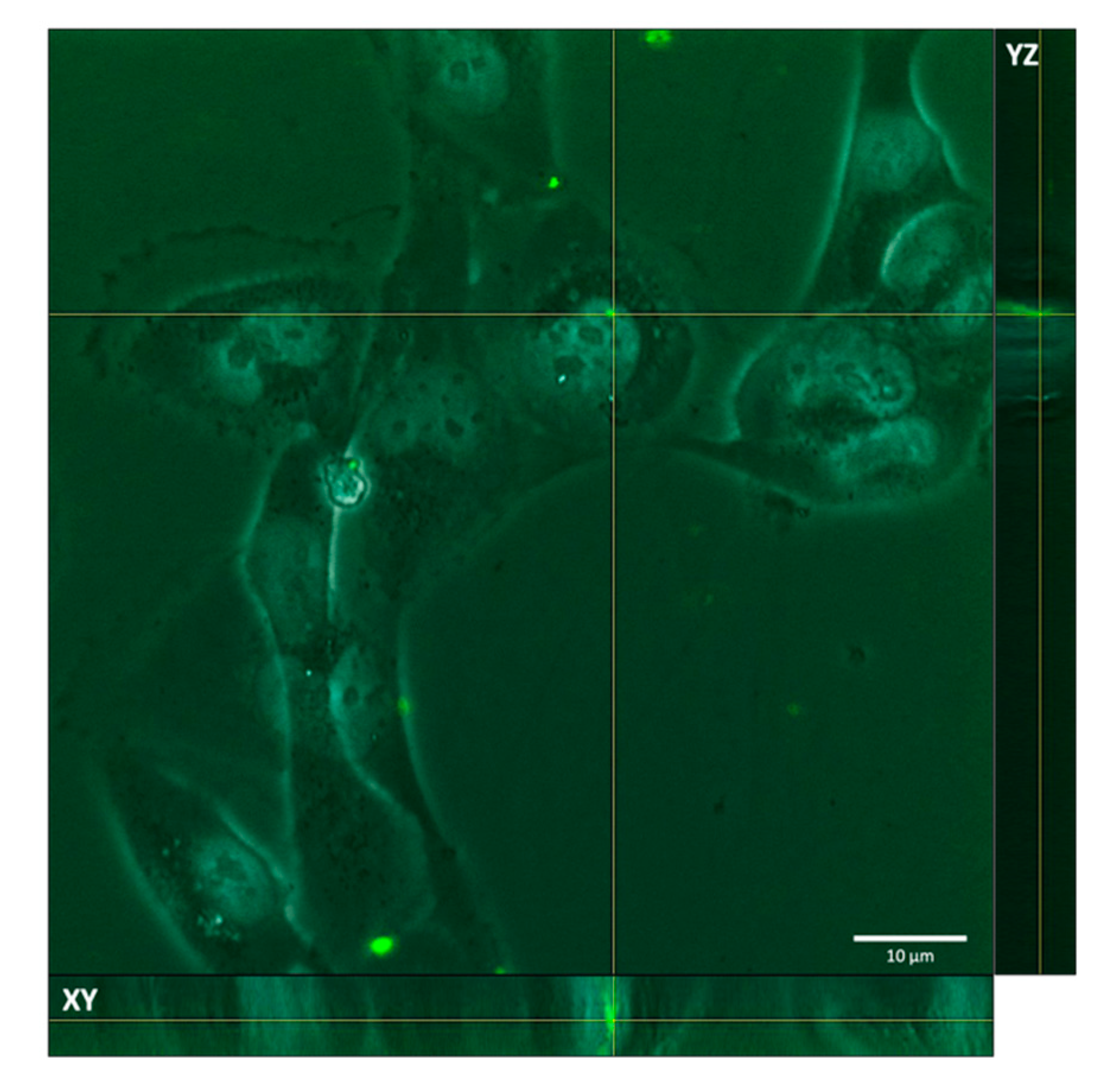 Ijms 23 07999 g005 550