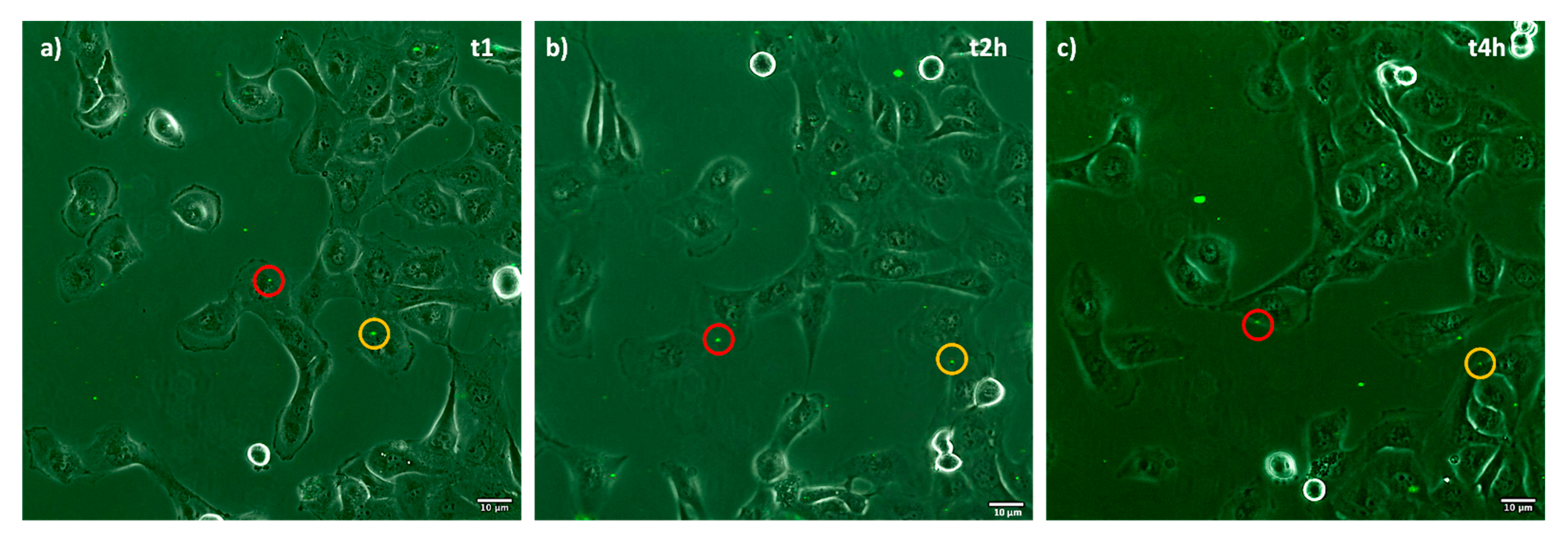 Ijms 23 07999 g006 550