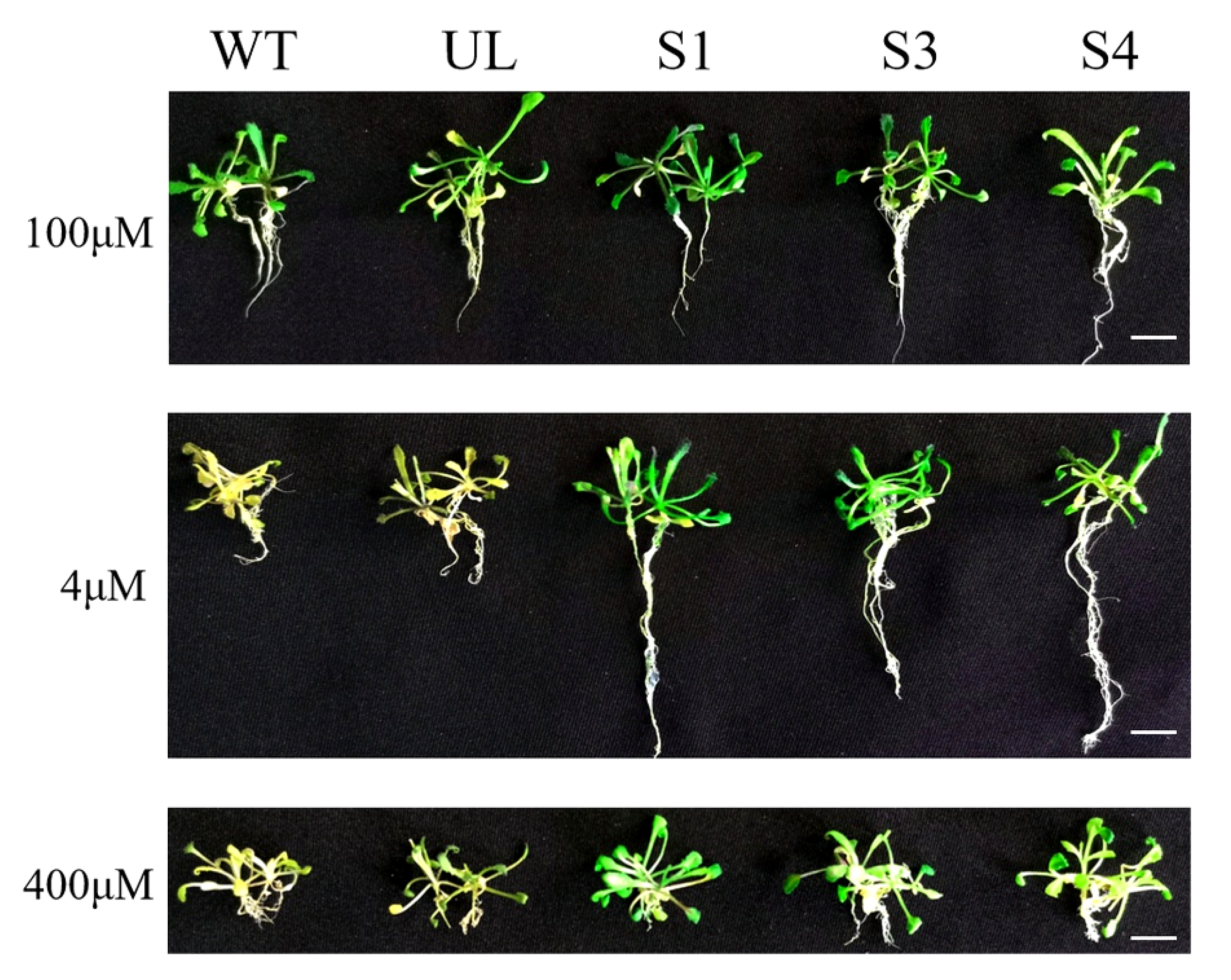 Ijms 23 08007 g007 550