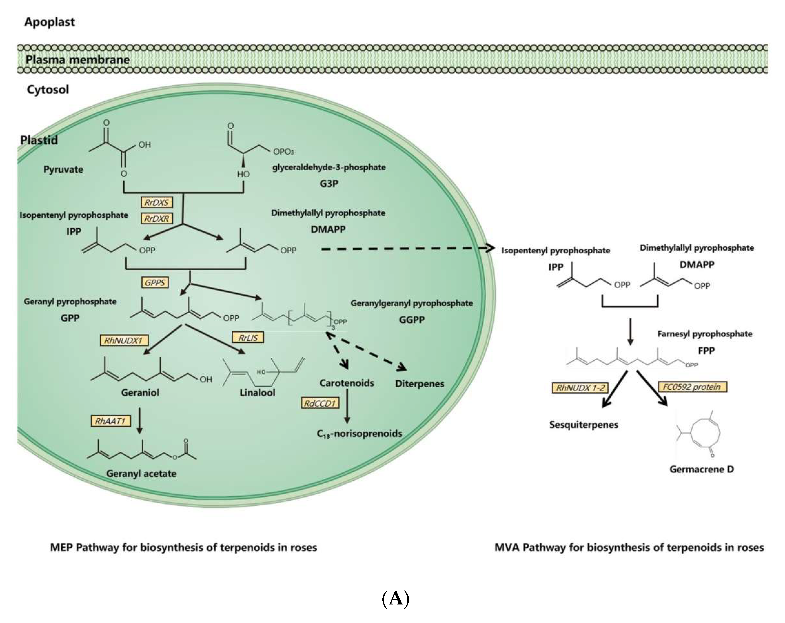Ijms 23 08014 g001a Ijms 23 08014 g001a