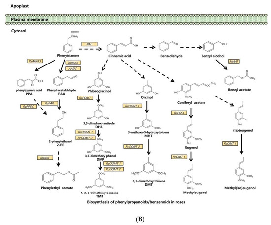 Ijms 23 08014 g001b 550