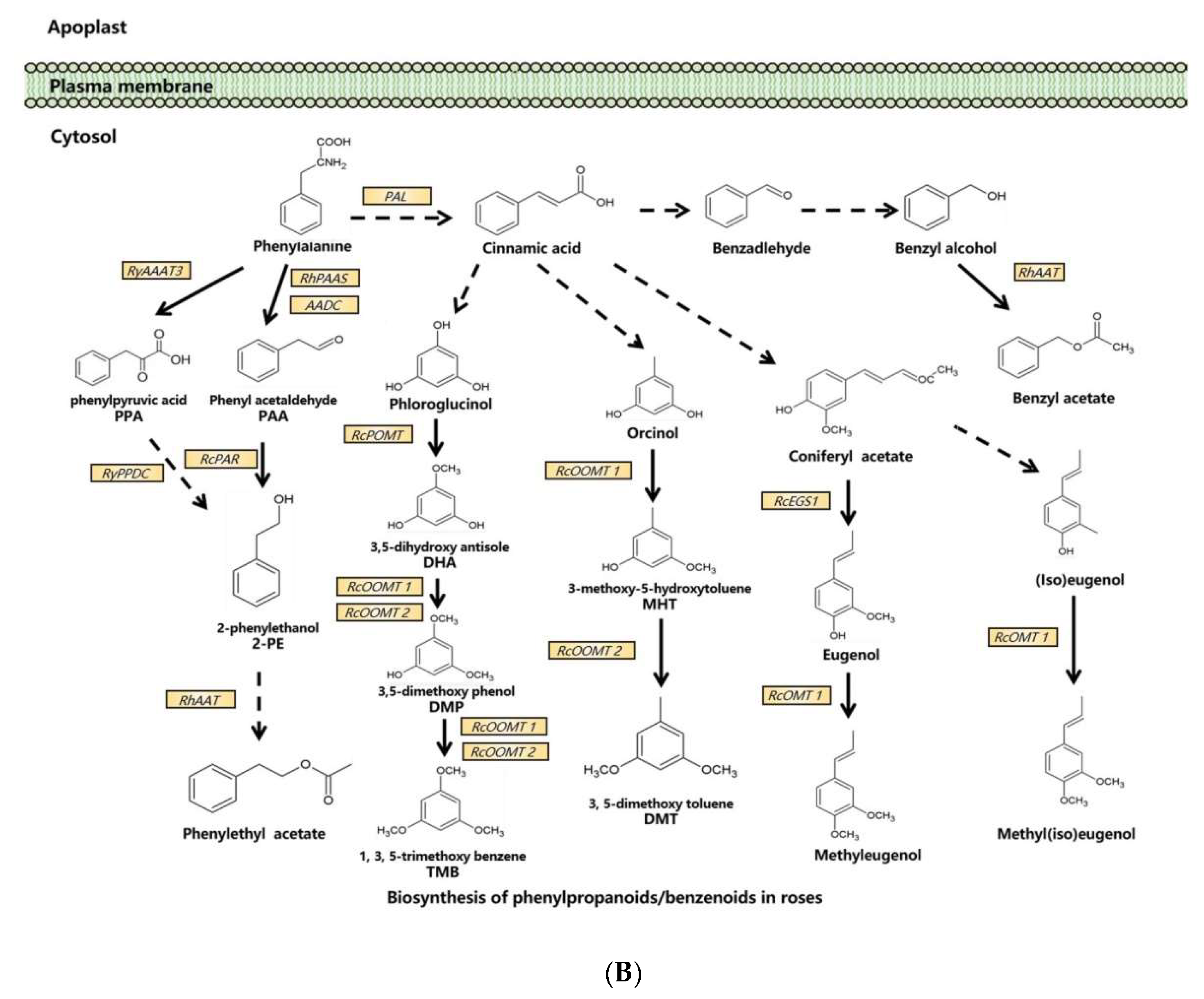 Ijms 23 08014 g001b Ijms 23 08014 g001b