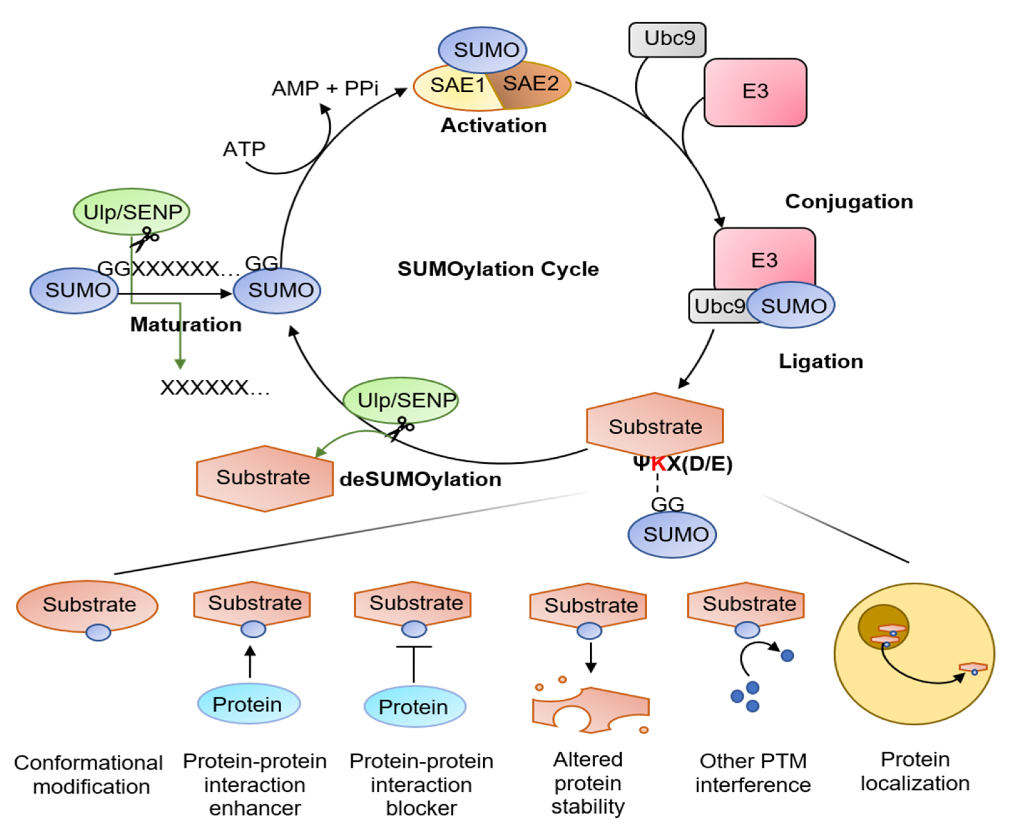Ijms 23 08023 g001 550