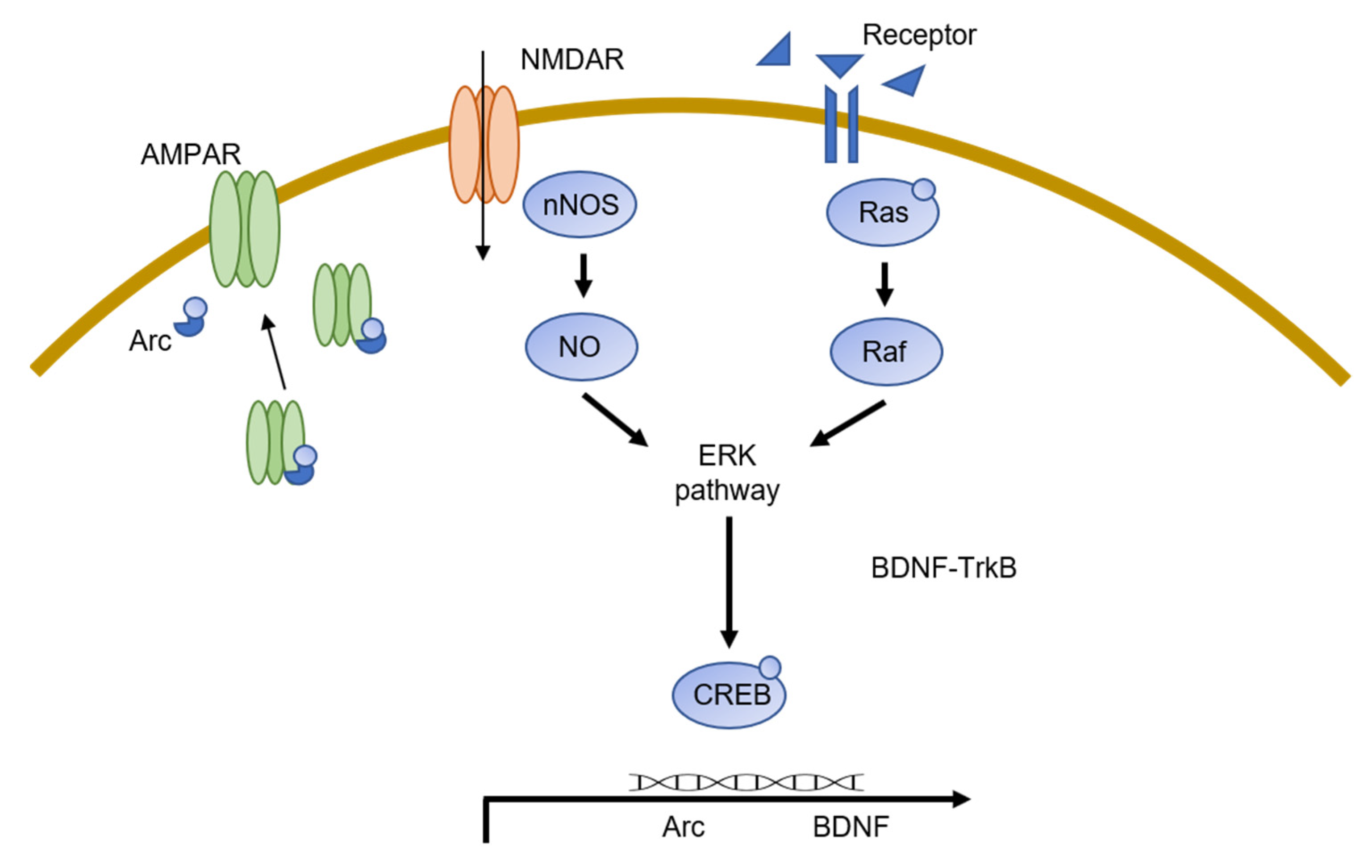 Ijms 23 08023 g002 550