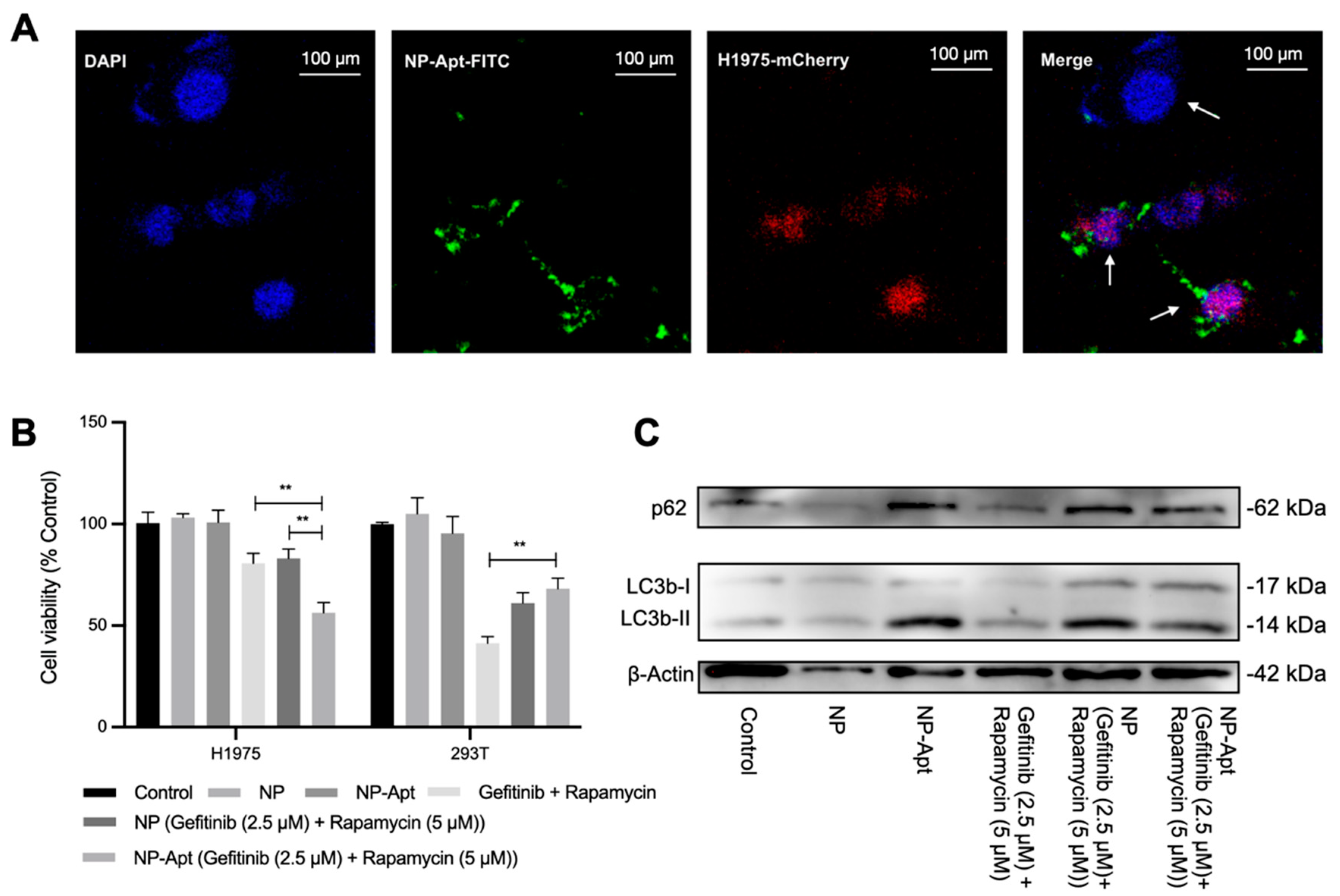 Ijms 23 08025 g004 550