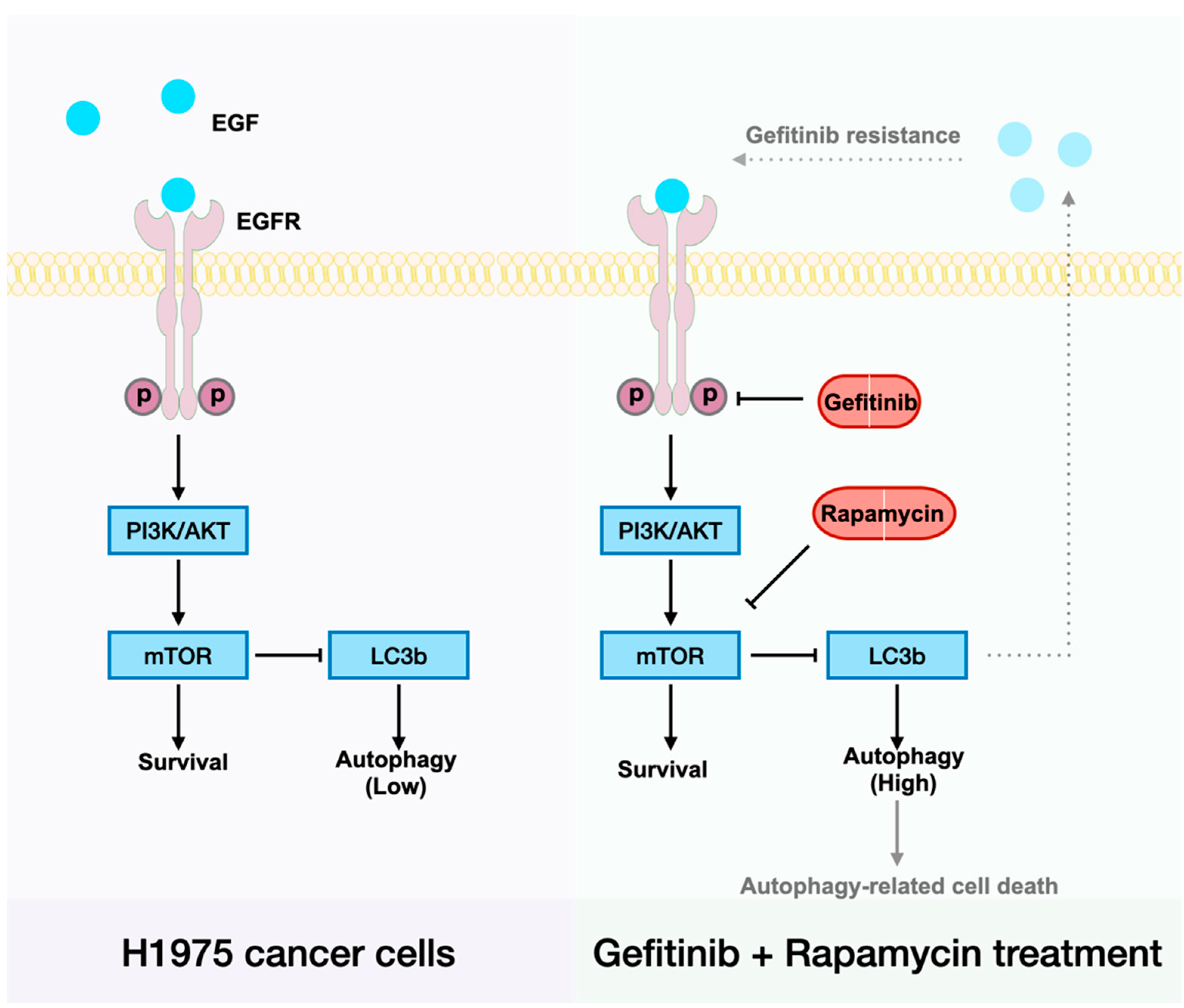 Ijms 23 08025 g005 550