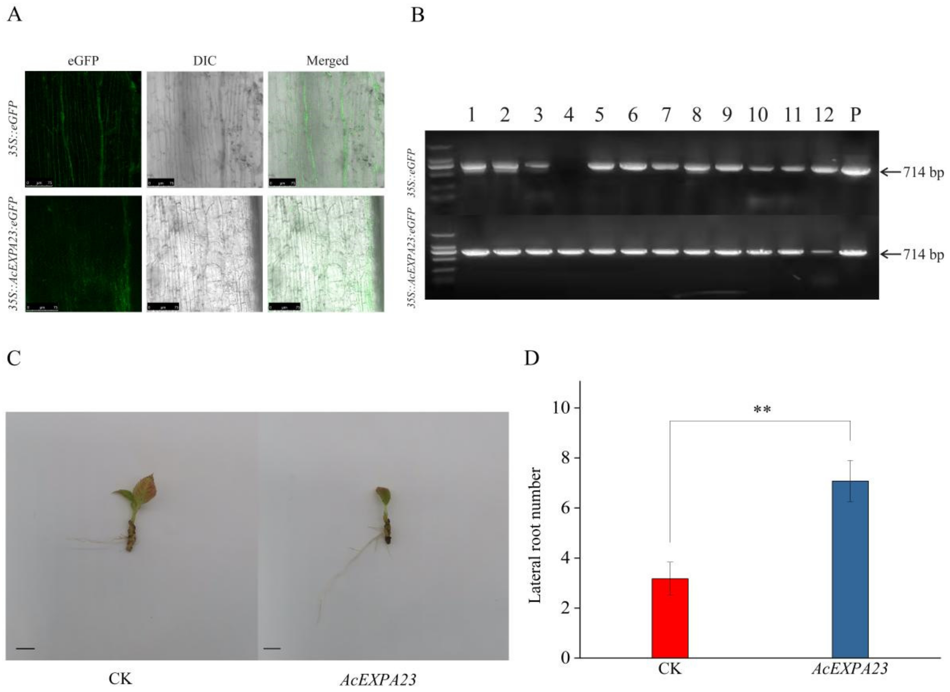 Ijms 23 08026 g007 550