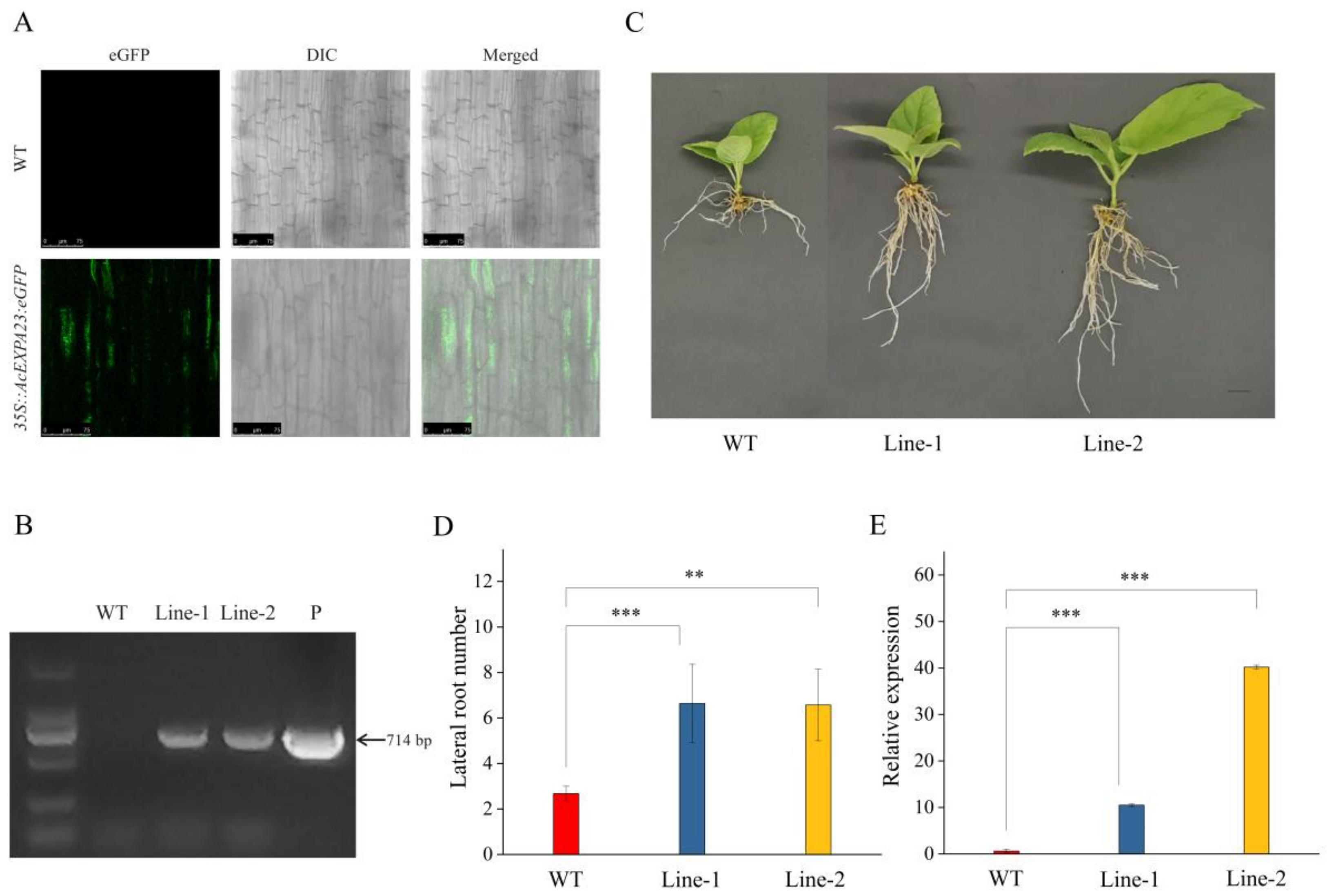 Ijms 23 08026 g008 550
