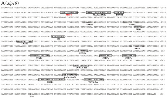 メンテナンス see メンテナンス see Dio ZX AF35のメンテナンス(前編
