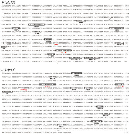Transcriptional Regulation and Protein Localization of Zip10
