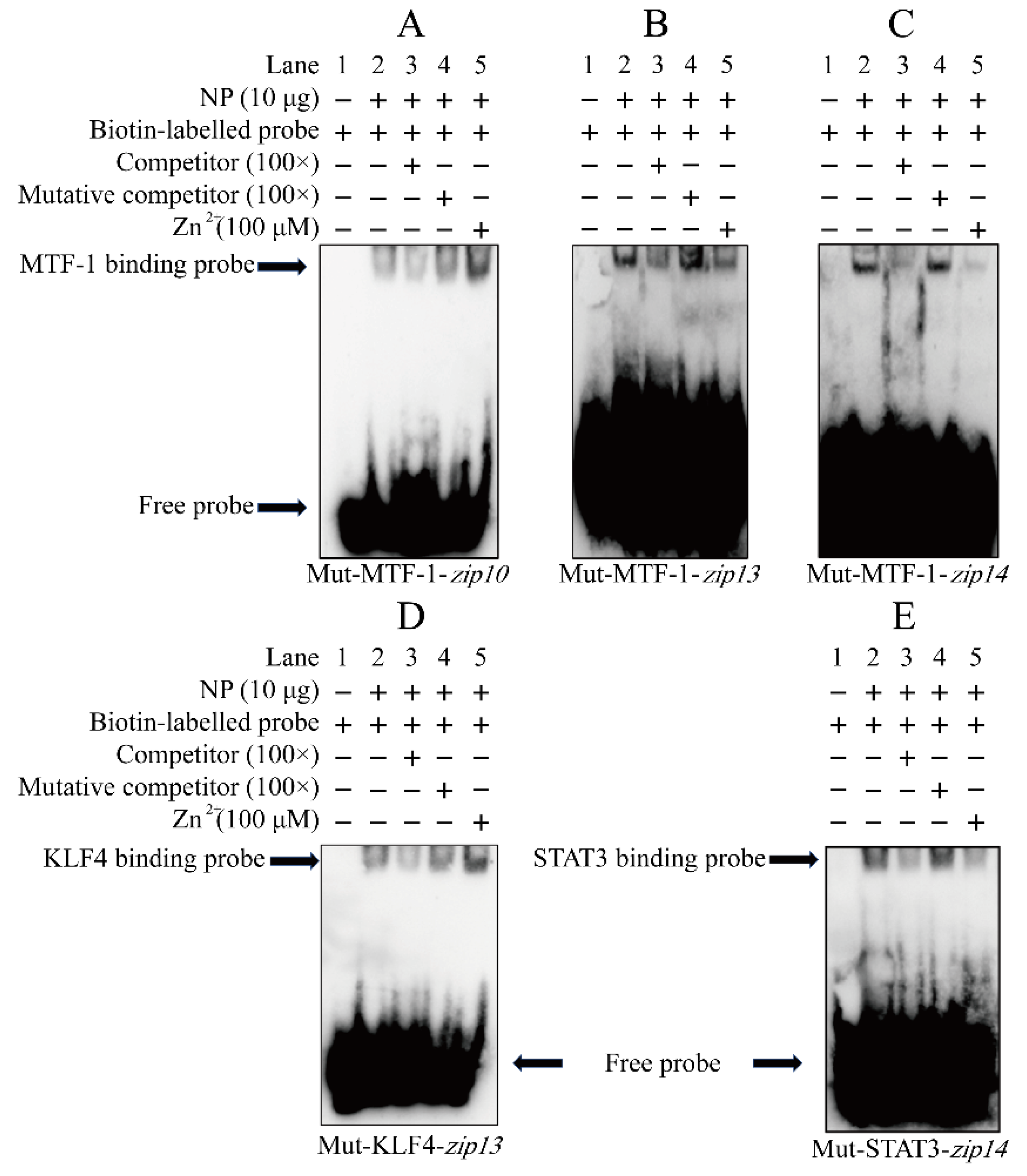 Ijms 23 08034 g005 550
