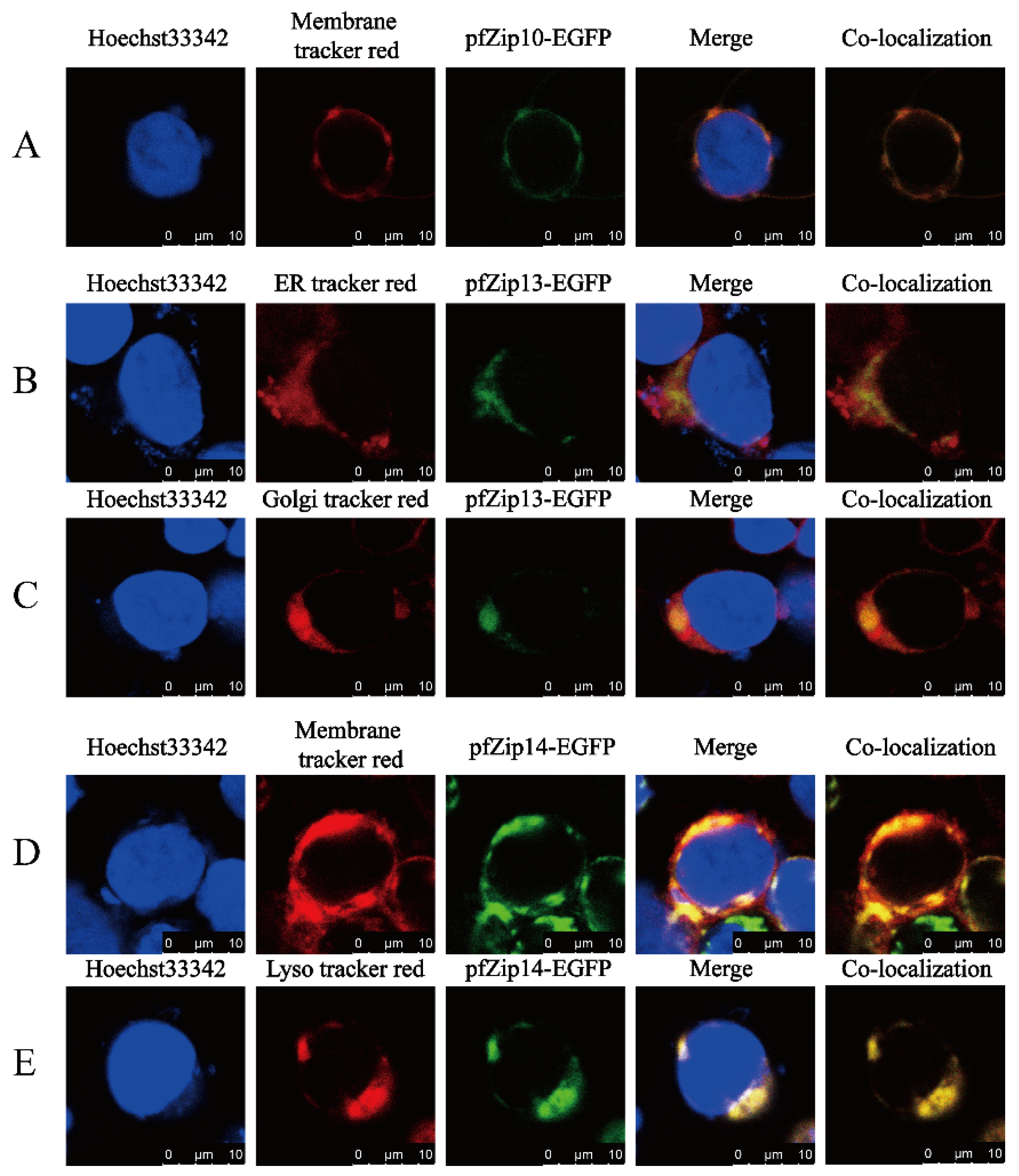 Ijms 23 08034 g007 550