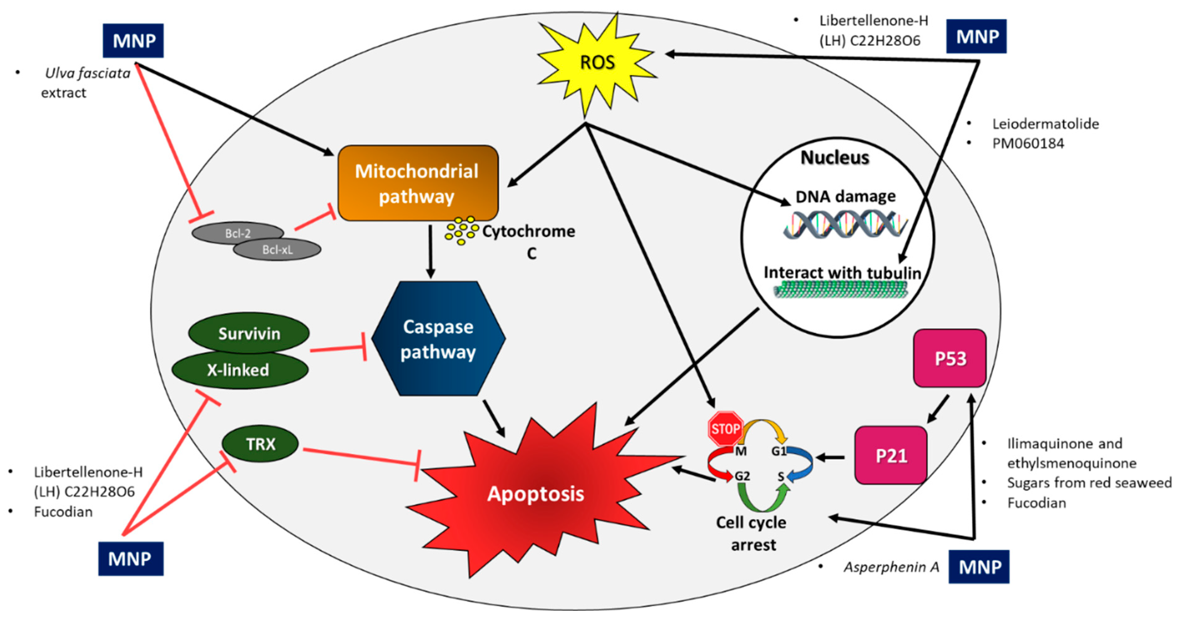 Ijms 23 08048 g002 550