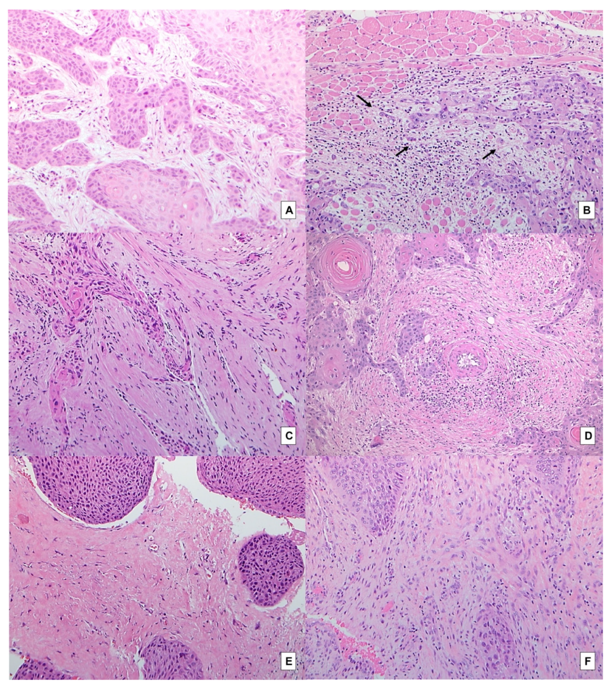 Ijms 23 08053 g001 550