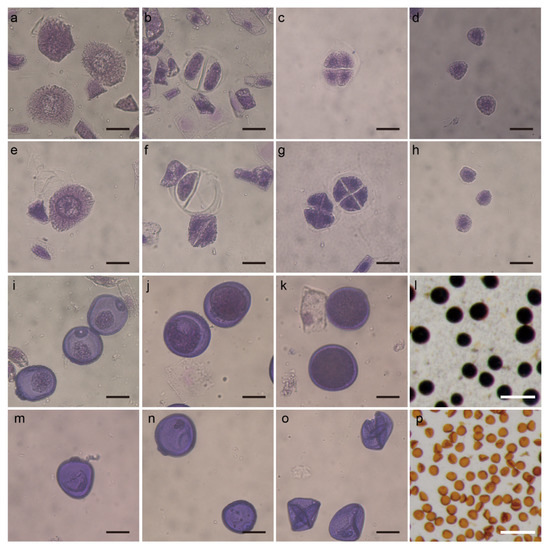 Integrated Analysis of Microarray, Small RNA, and Degradome