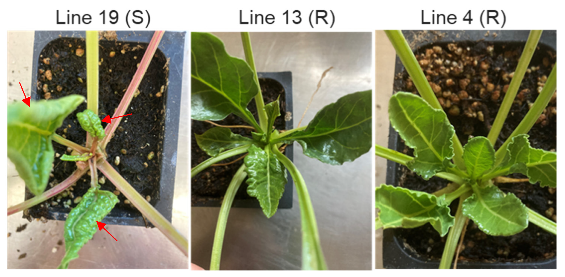 Ijms 23 08073 g009 550