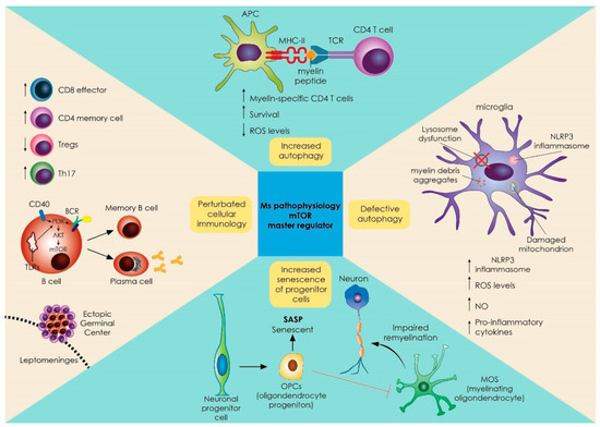 The mTOR Signaling Pathway in Multiple Sclerosis; from Animal Models to ...