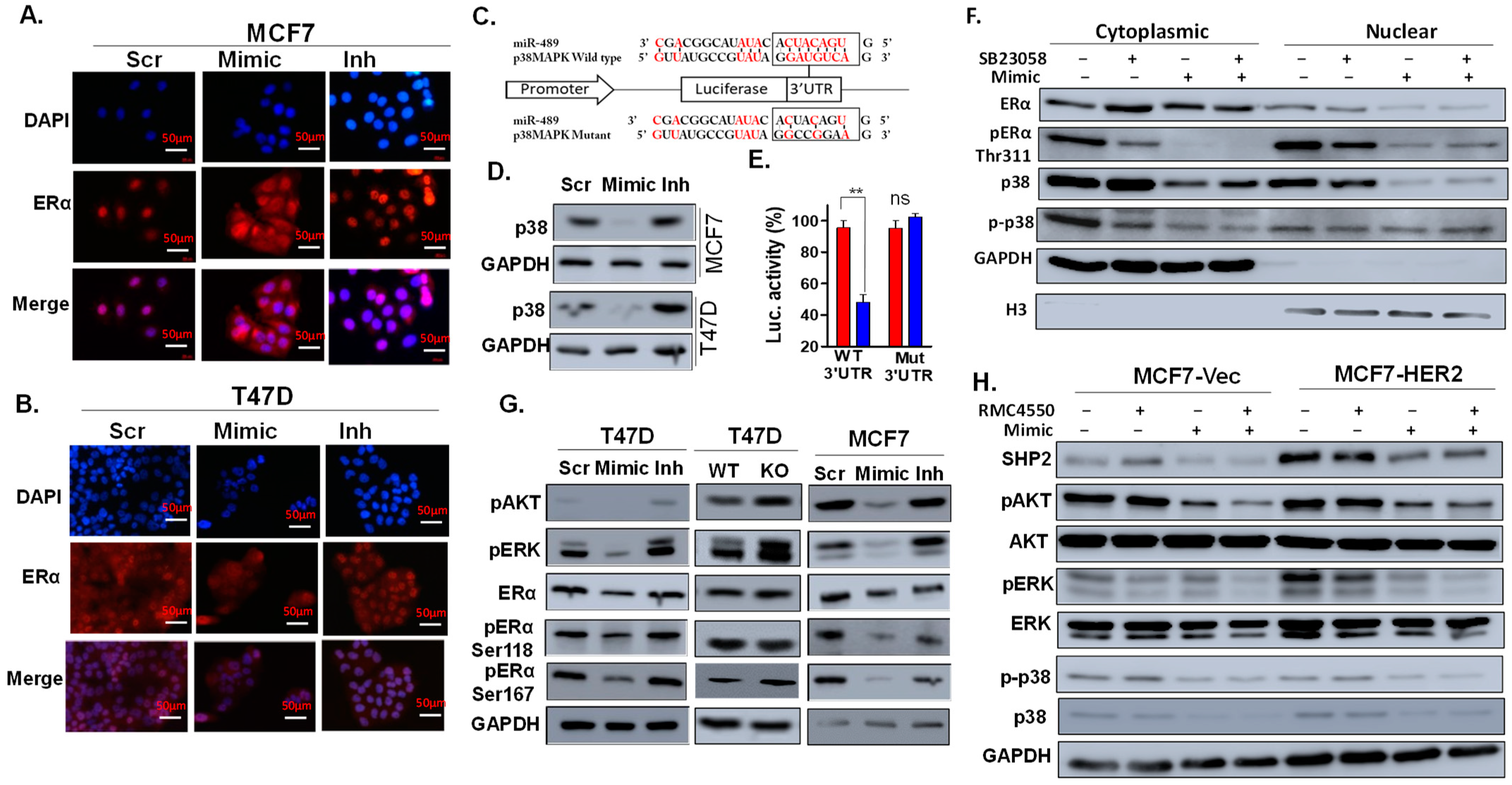 Ijms 23 08086 g005 Ijms 23 08086 g005